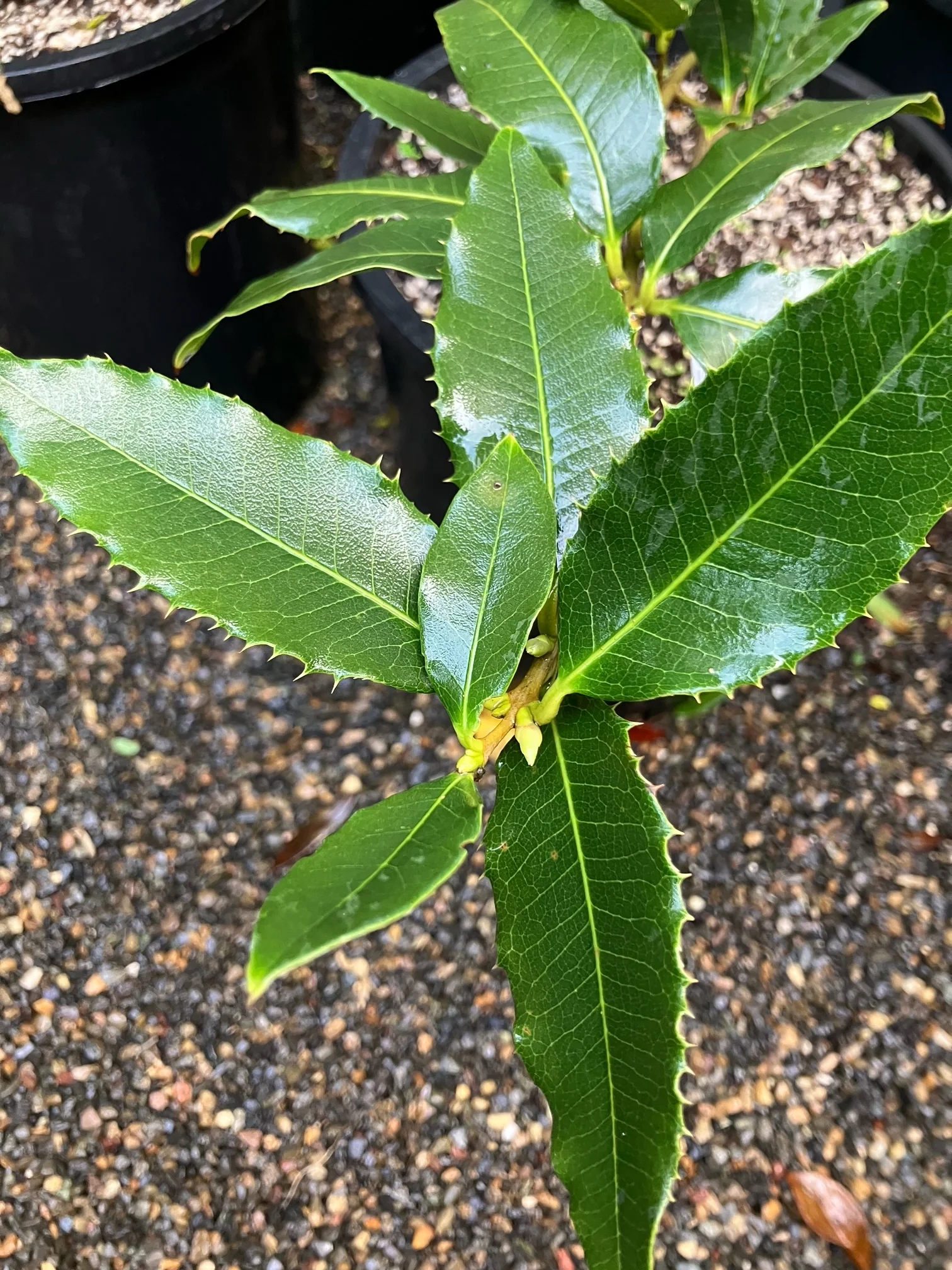 *RETAIL - Osmanthus yunnanensis - Image 2
