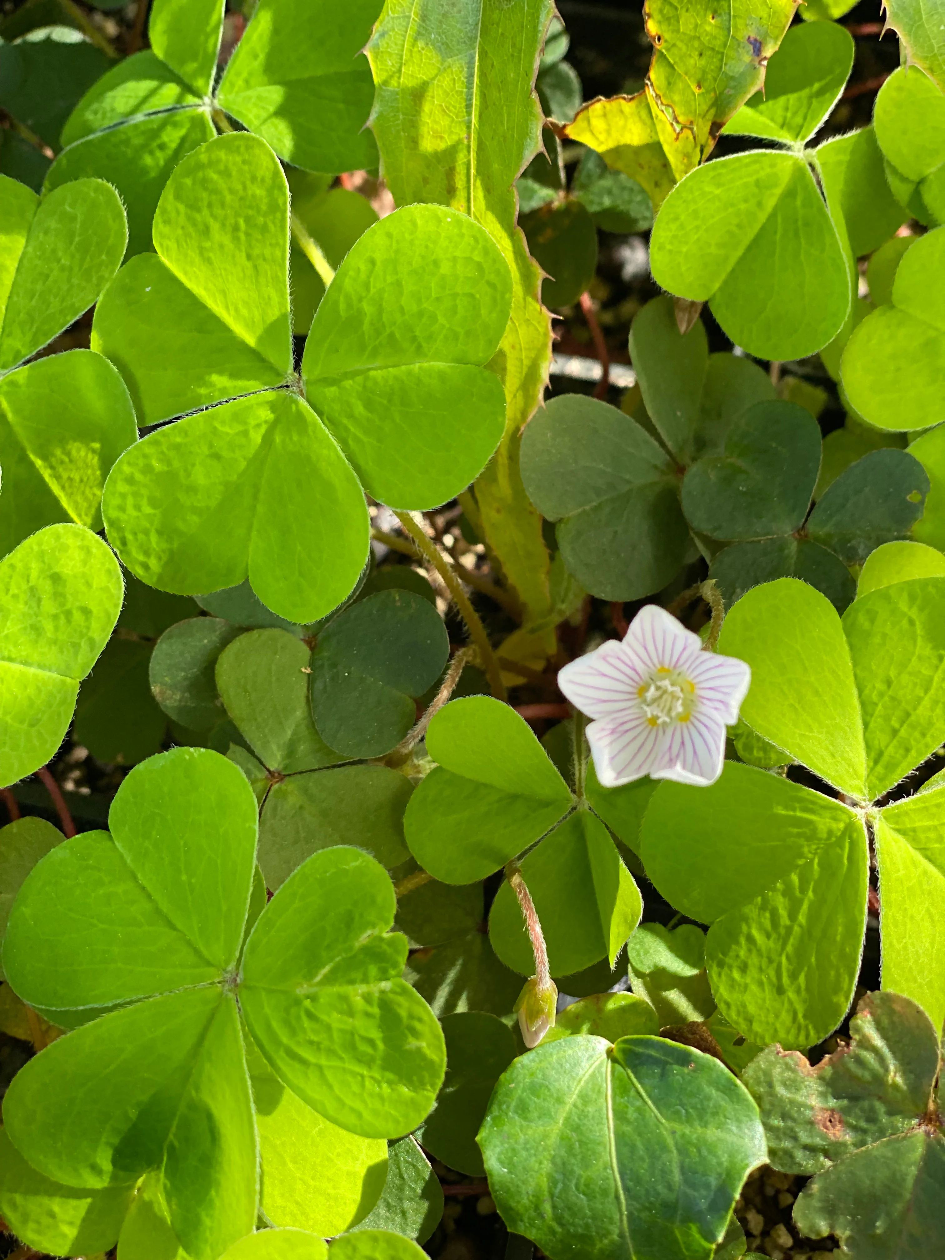 *RETAIL - Oxalis oregana 'Rowdy Creek' - Image 2