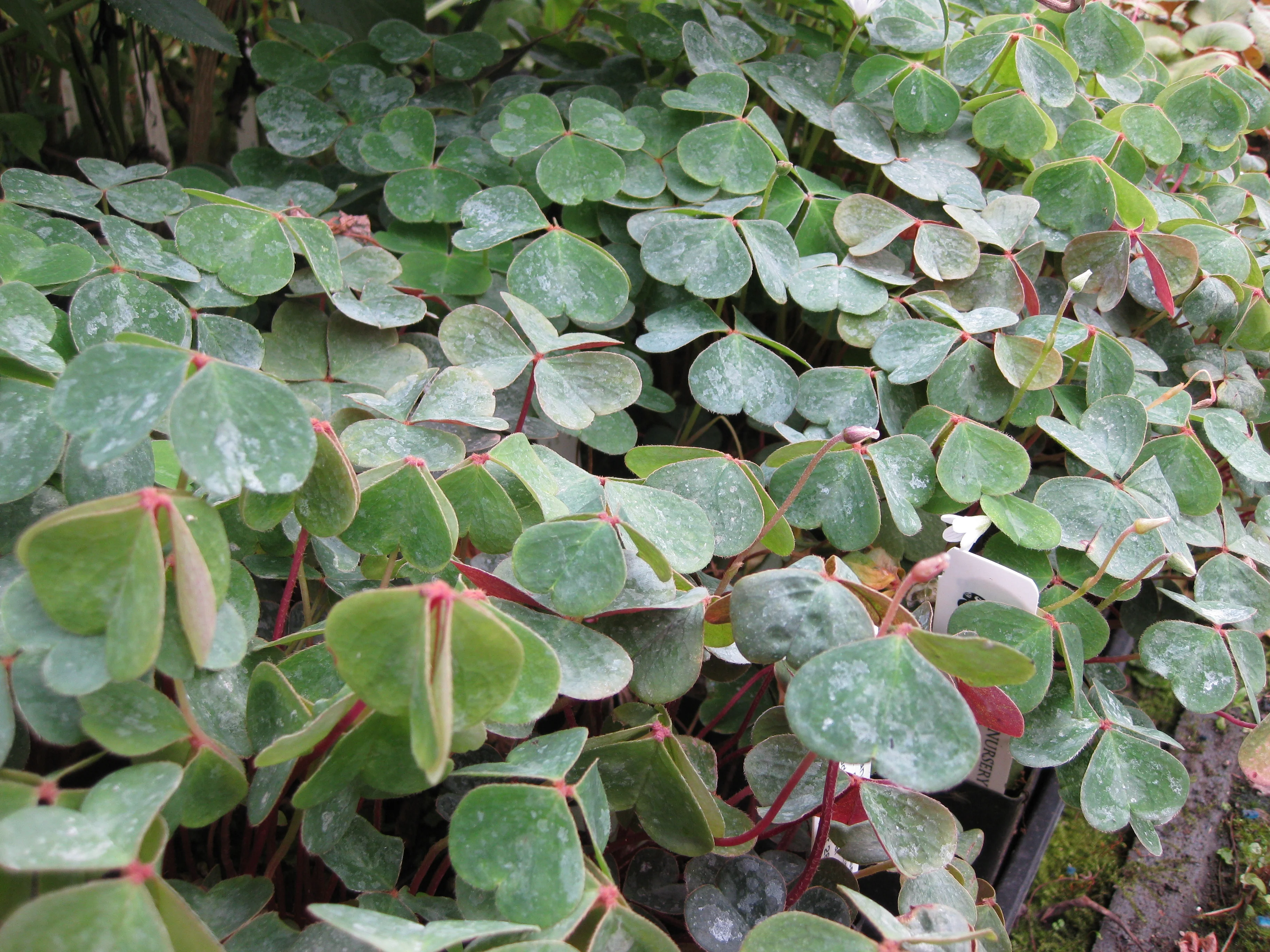 *RETAIL - Oxalis oregana 'Rowdy Creek' - Image 3