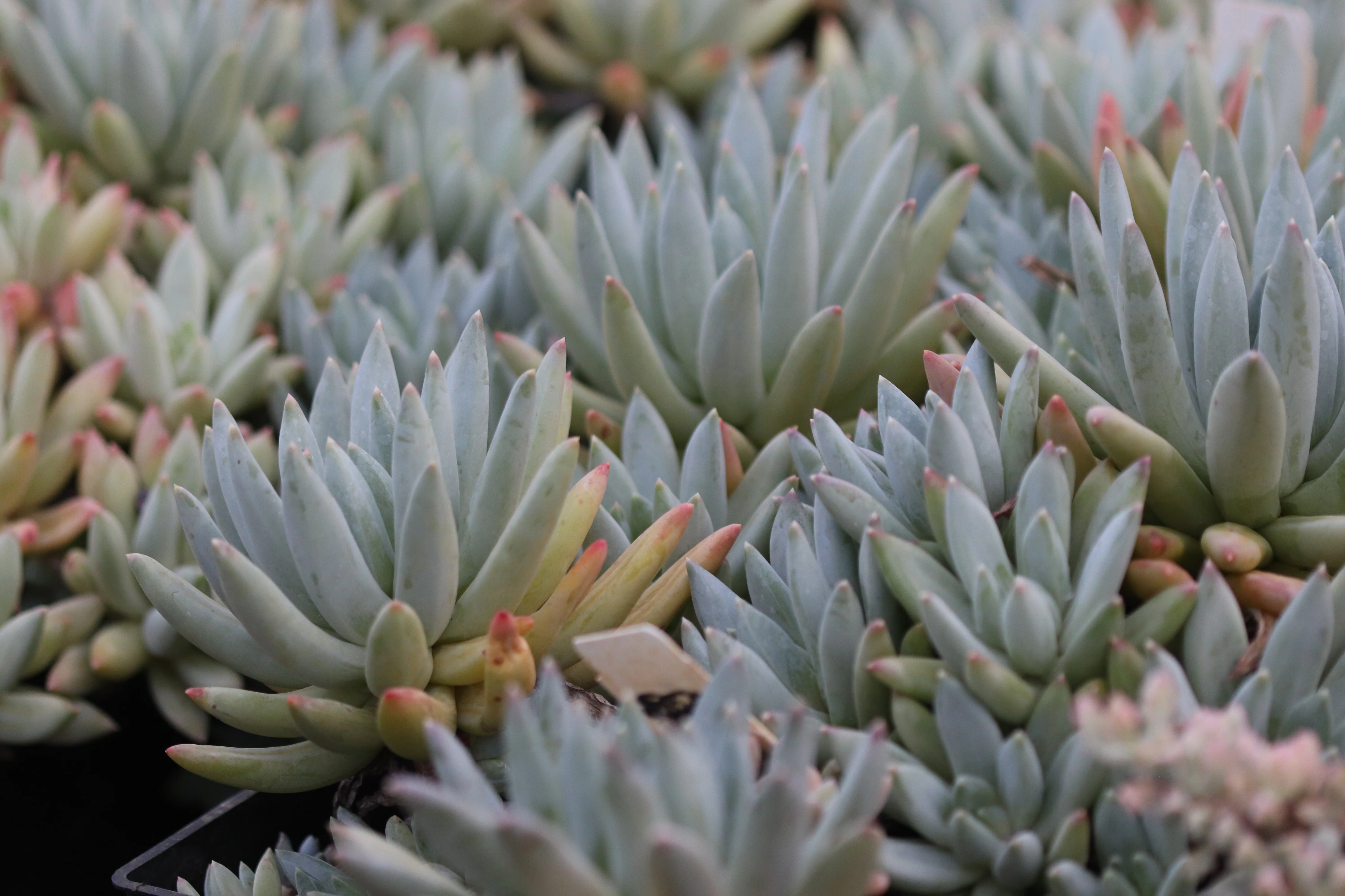 *RETAIL - Pachyphytum hookeri - Image 2
