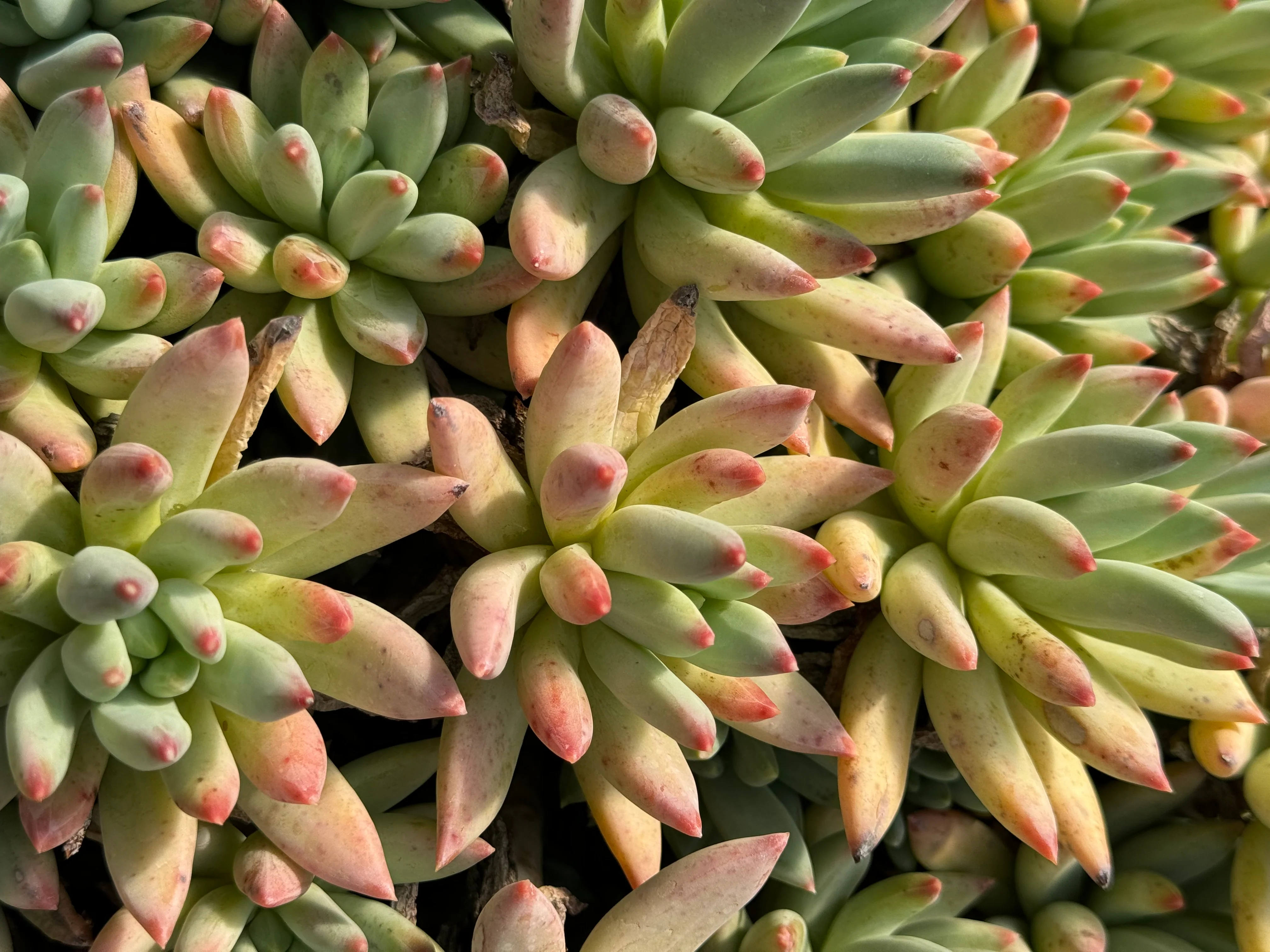 *RETAIL - Pachyphytum hookeri - Image 3
