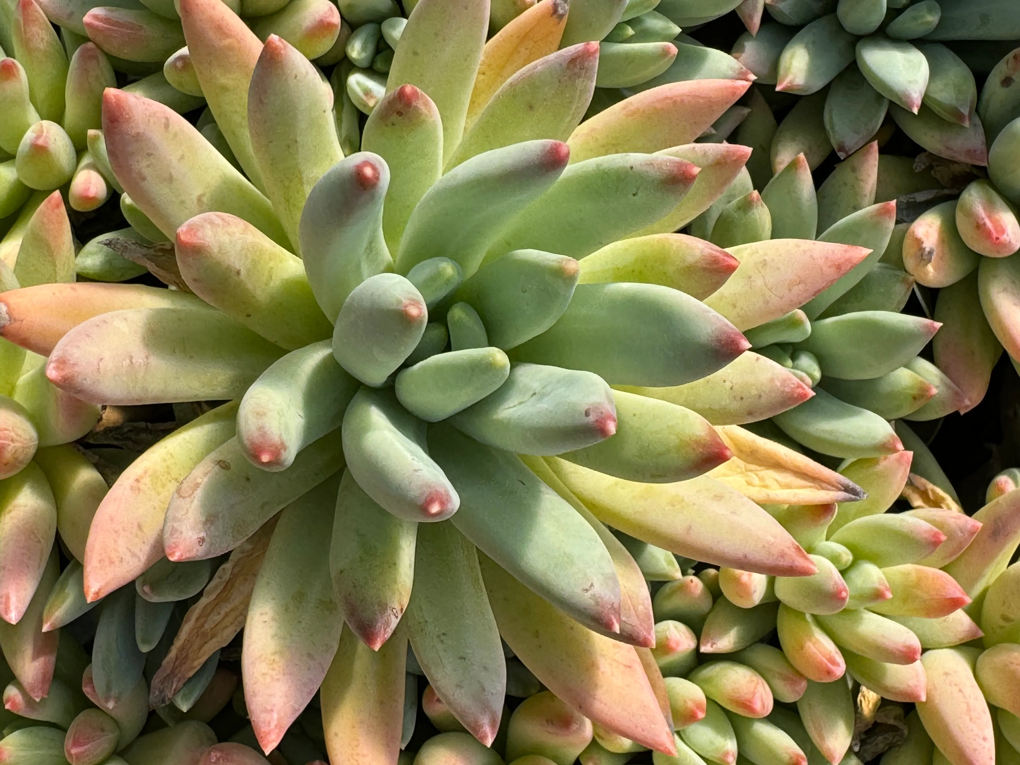 *RETAIL - Pachyphytum hookeri - Image 4