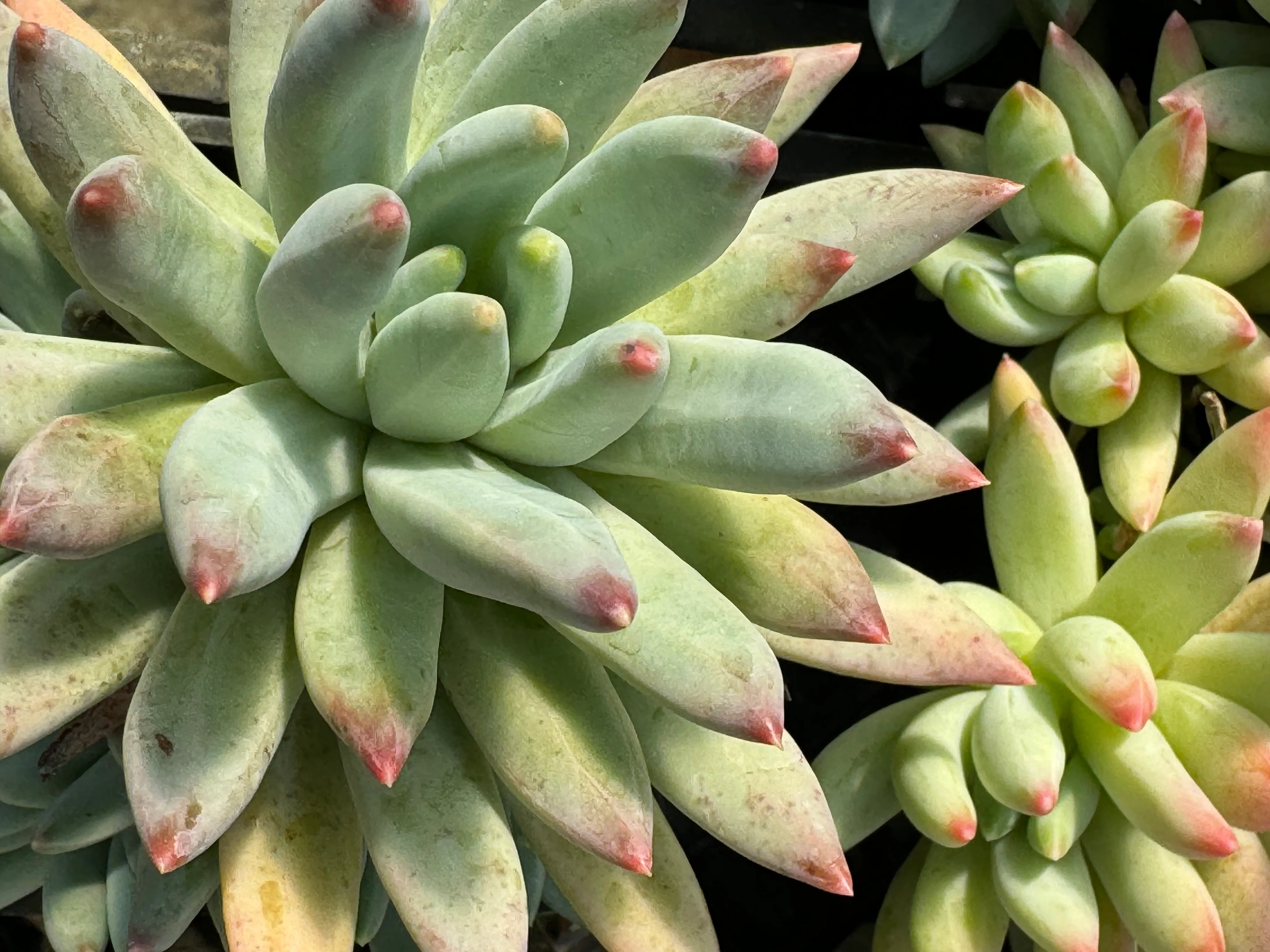 *RETAIL - Pachyphytum hookeri - Image 5