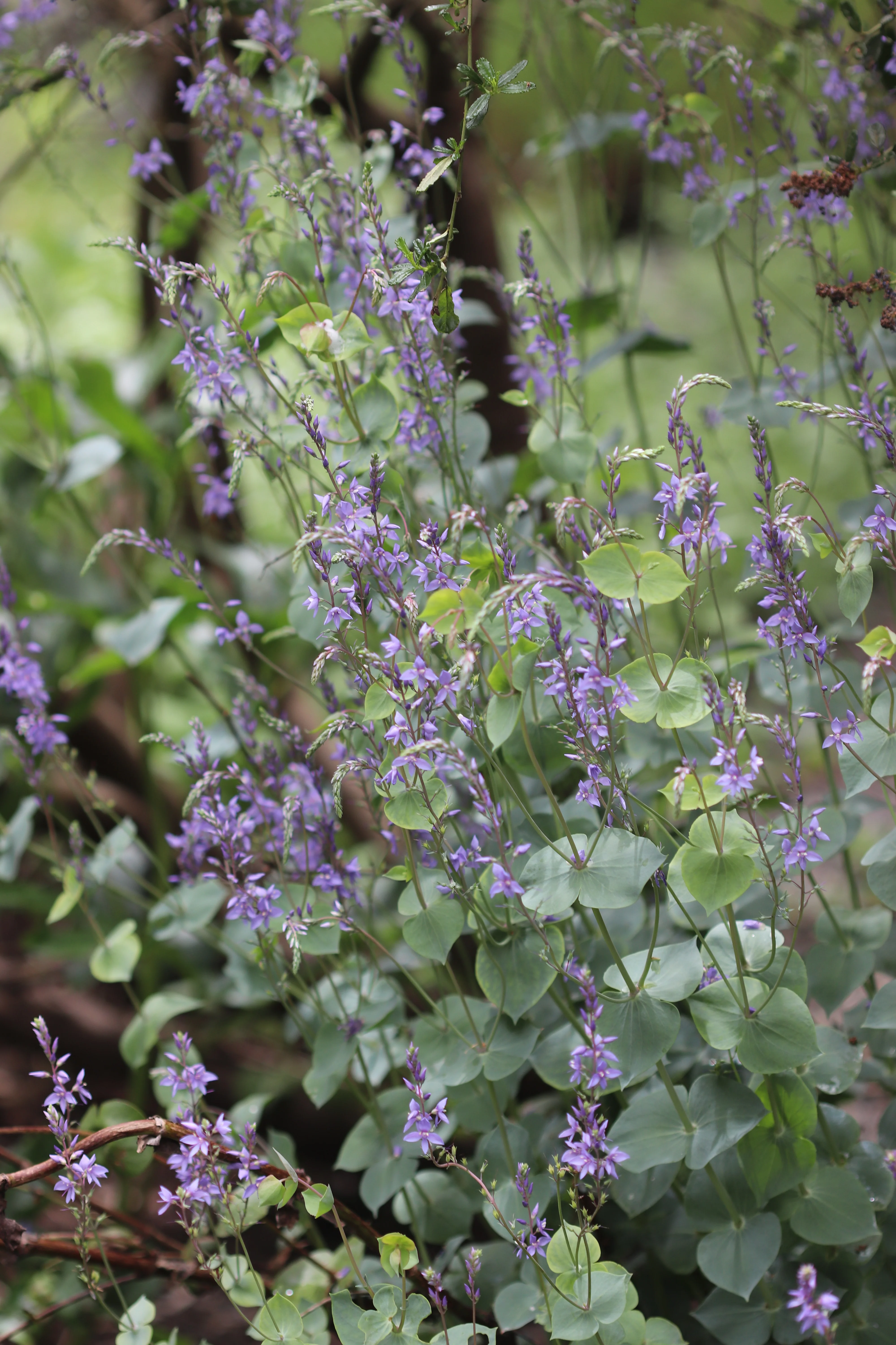 *RETAIL - Parahebe perfoliata - Image 2