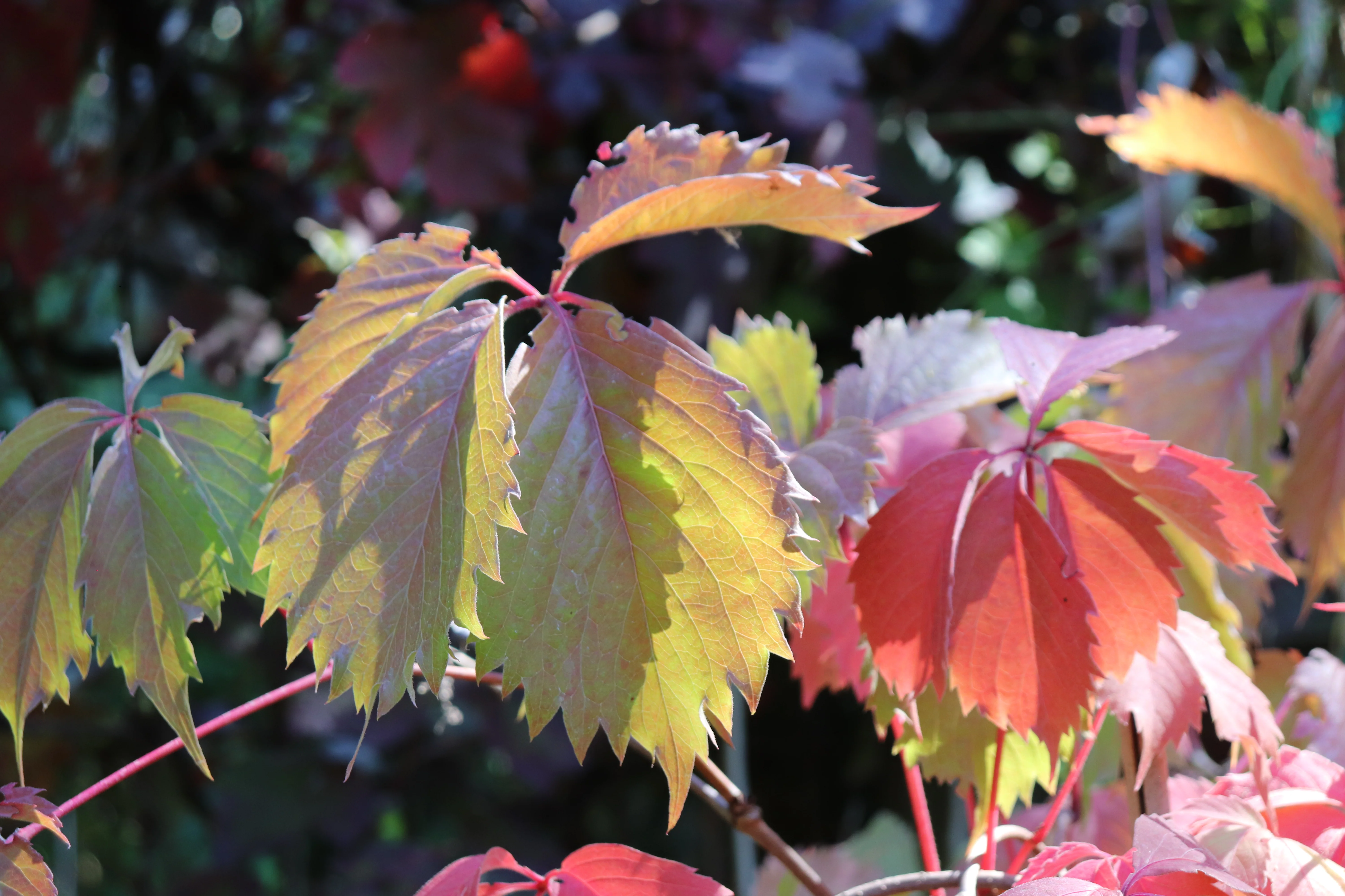 *RETAIL - Parthenocissus vitacea - Image 2