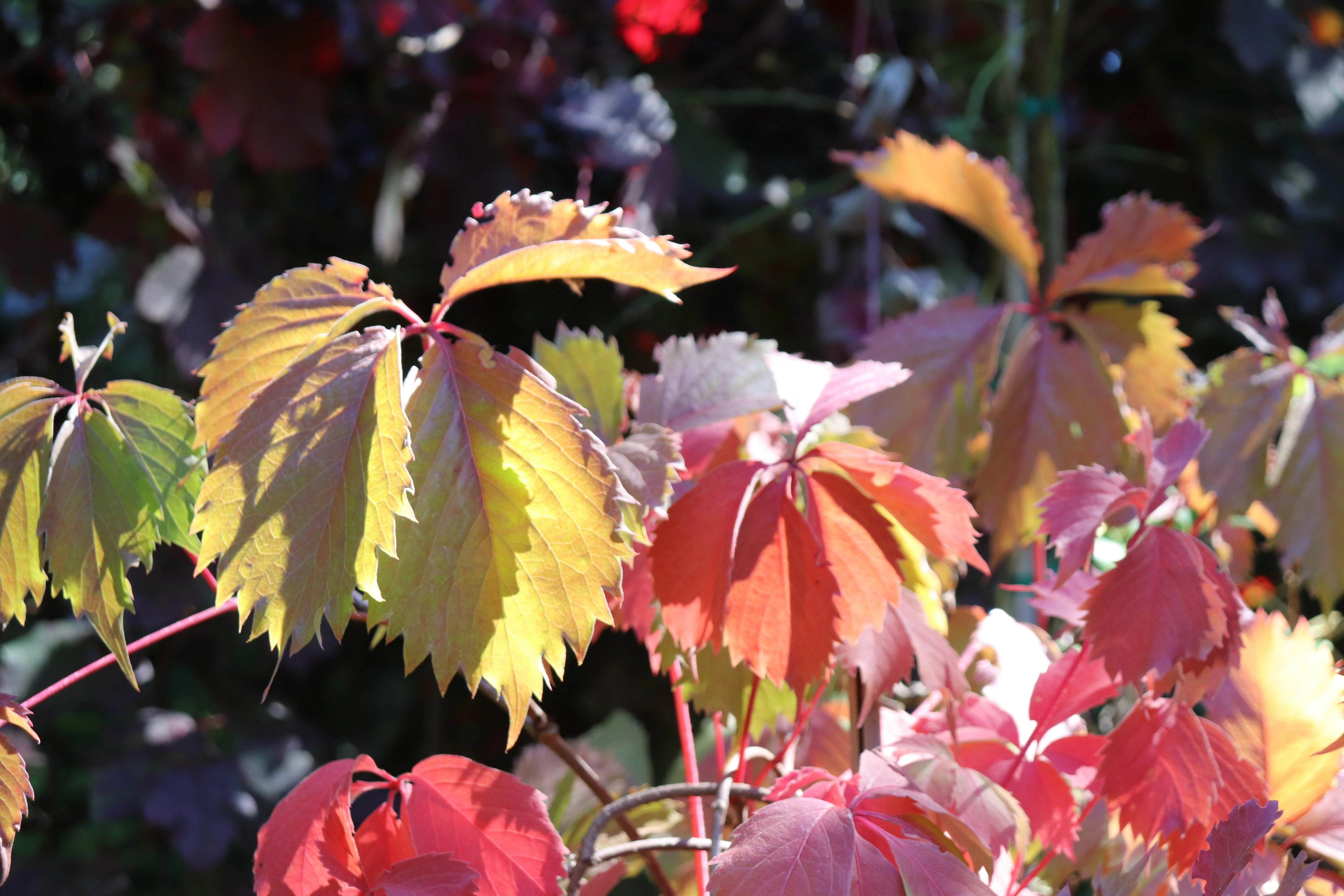 *RETAIL - Parthenocissus vitacea - Image 3
