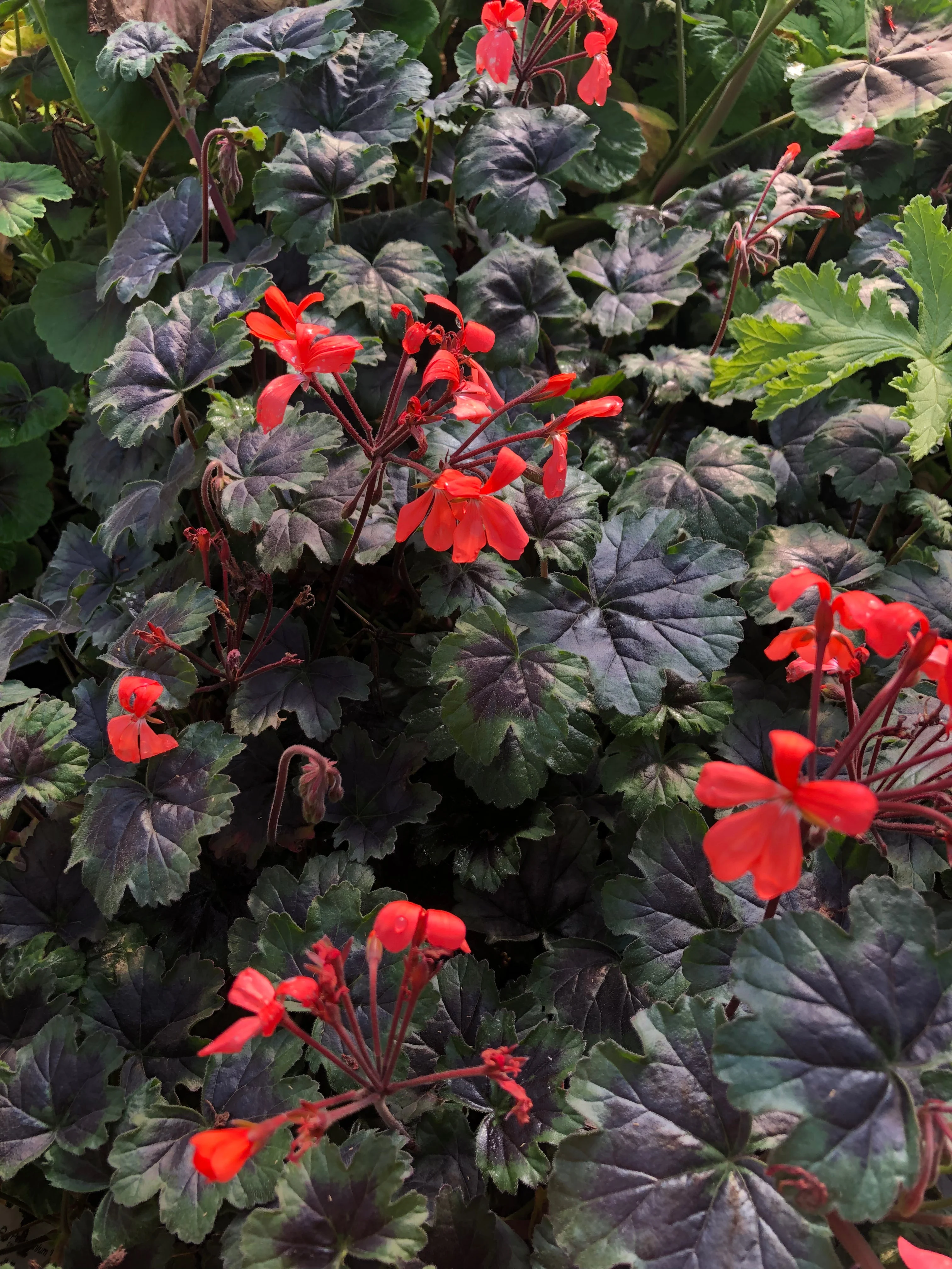 *RETAIL - Pelargonium 'Black Boar' - Image 2