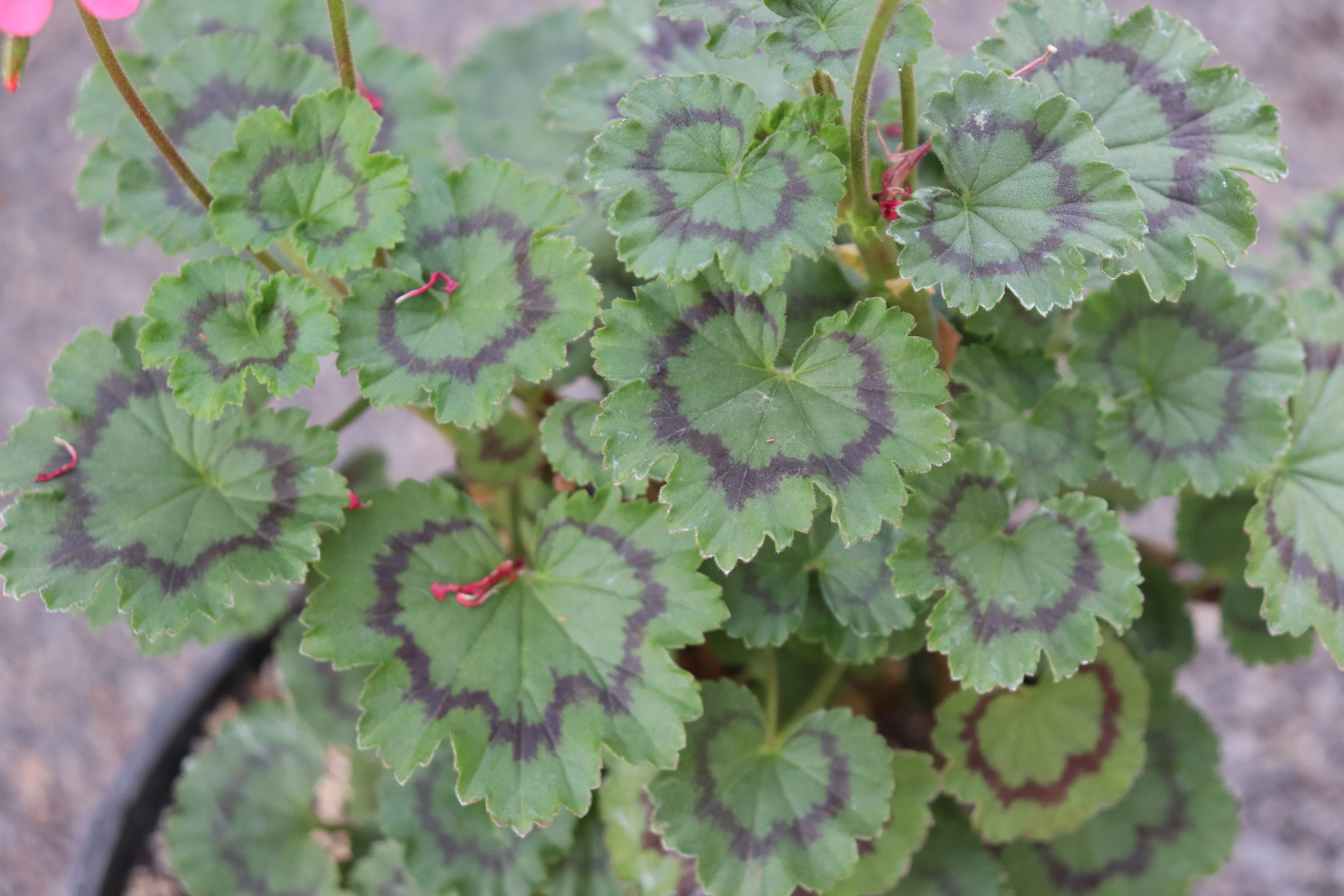*RETAIL - Pelargonium 'Bronze Little Leaf' - Image 2