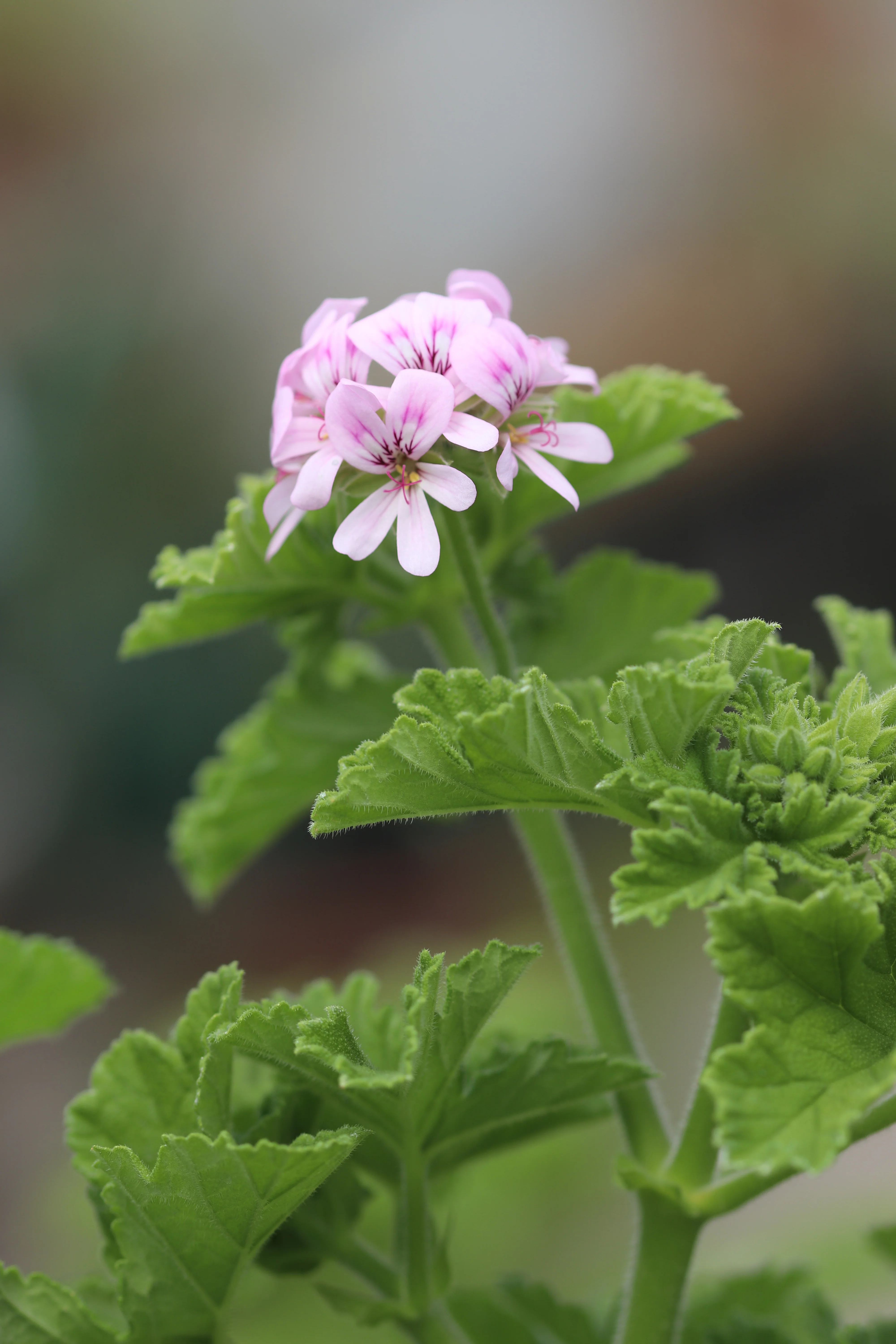 *RETAIL - Pelargonium citronellum - Image 2