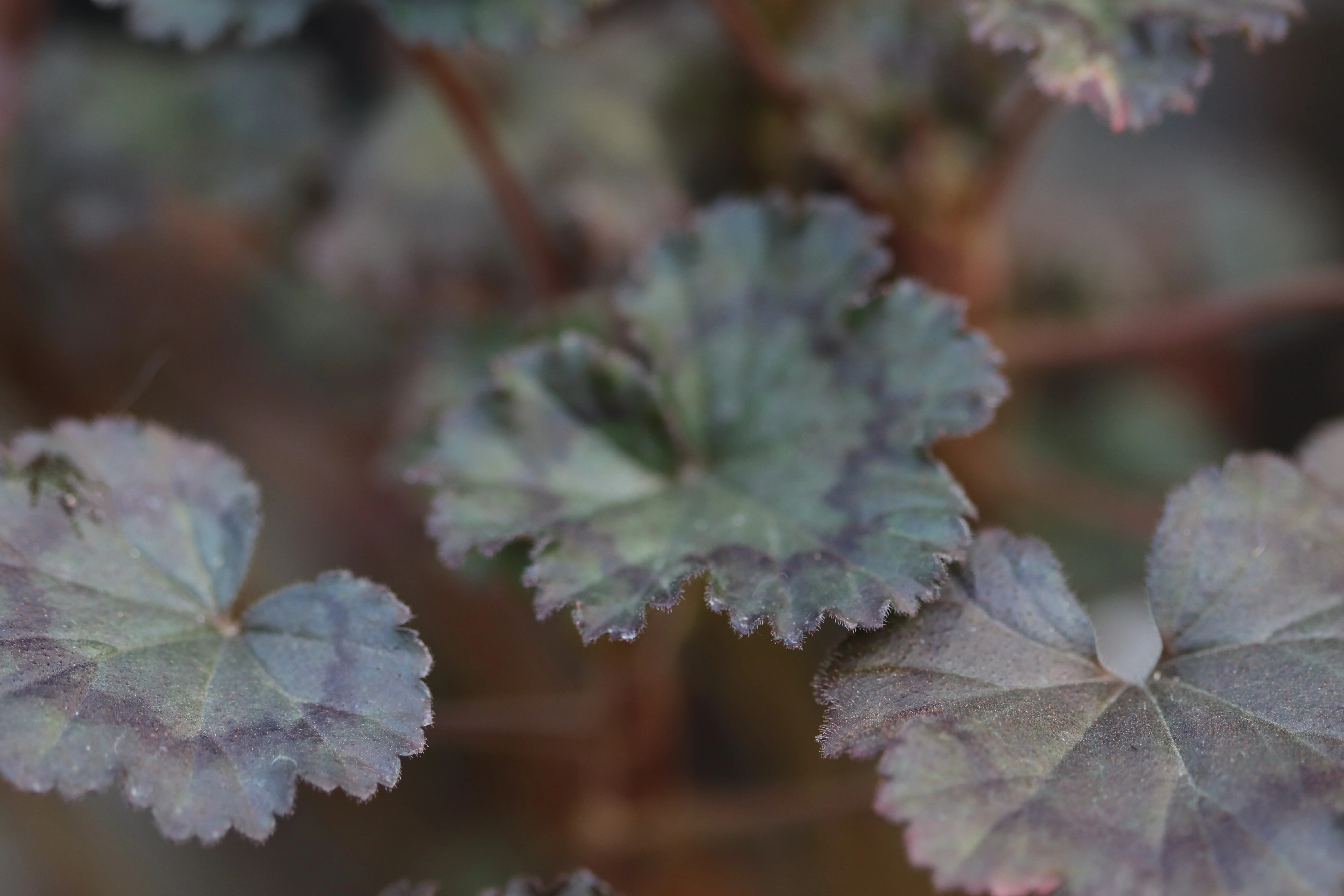 *RETAIL - Pelargonium 'Grossersorten' - Image 2