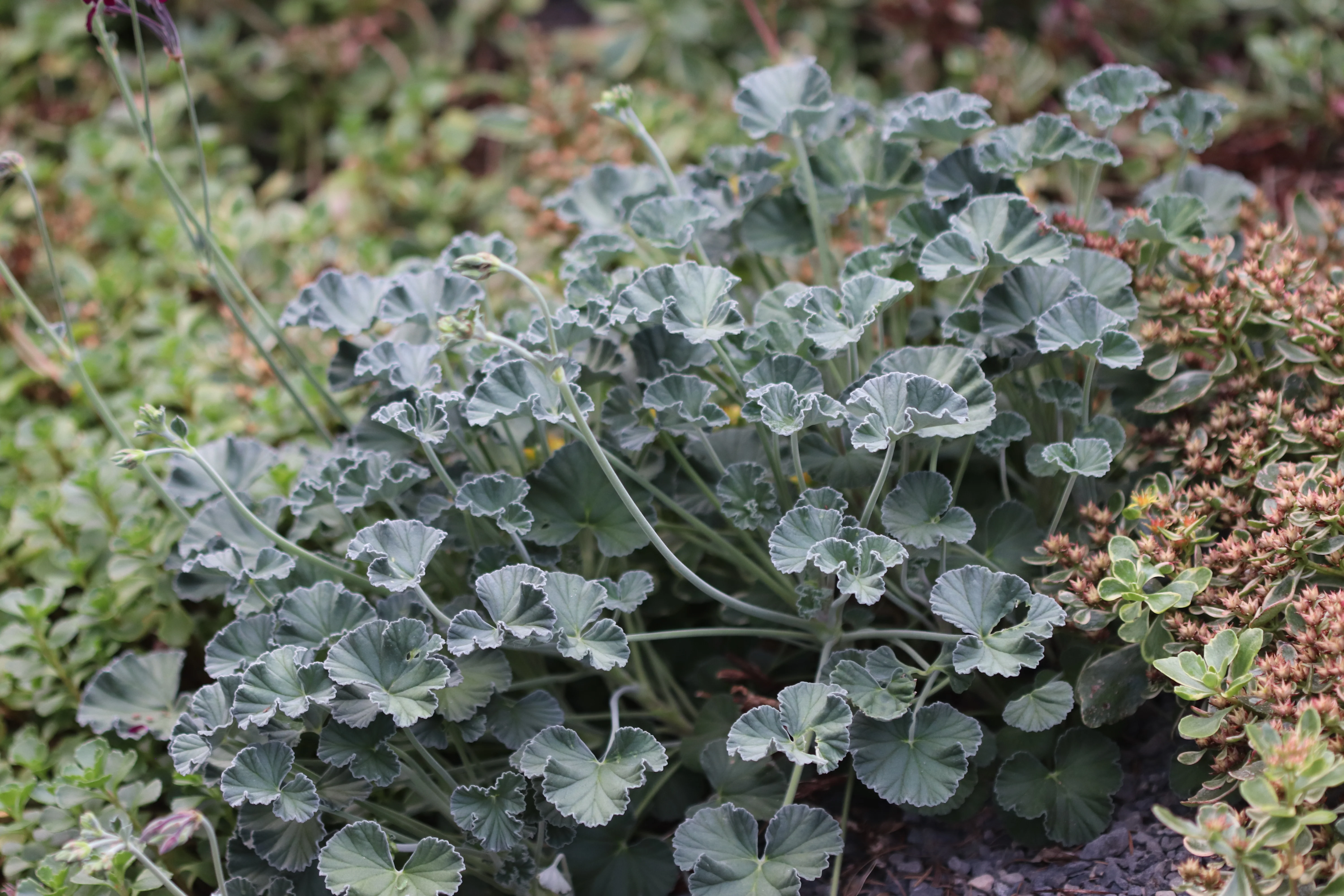 *RETAIL - Pelargonium sidoides - Image 2