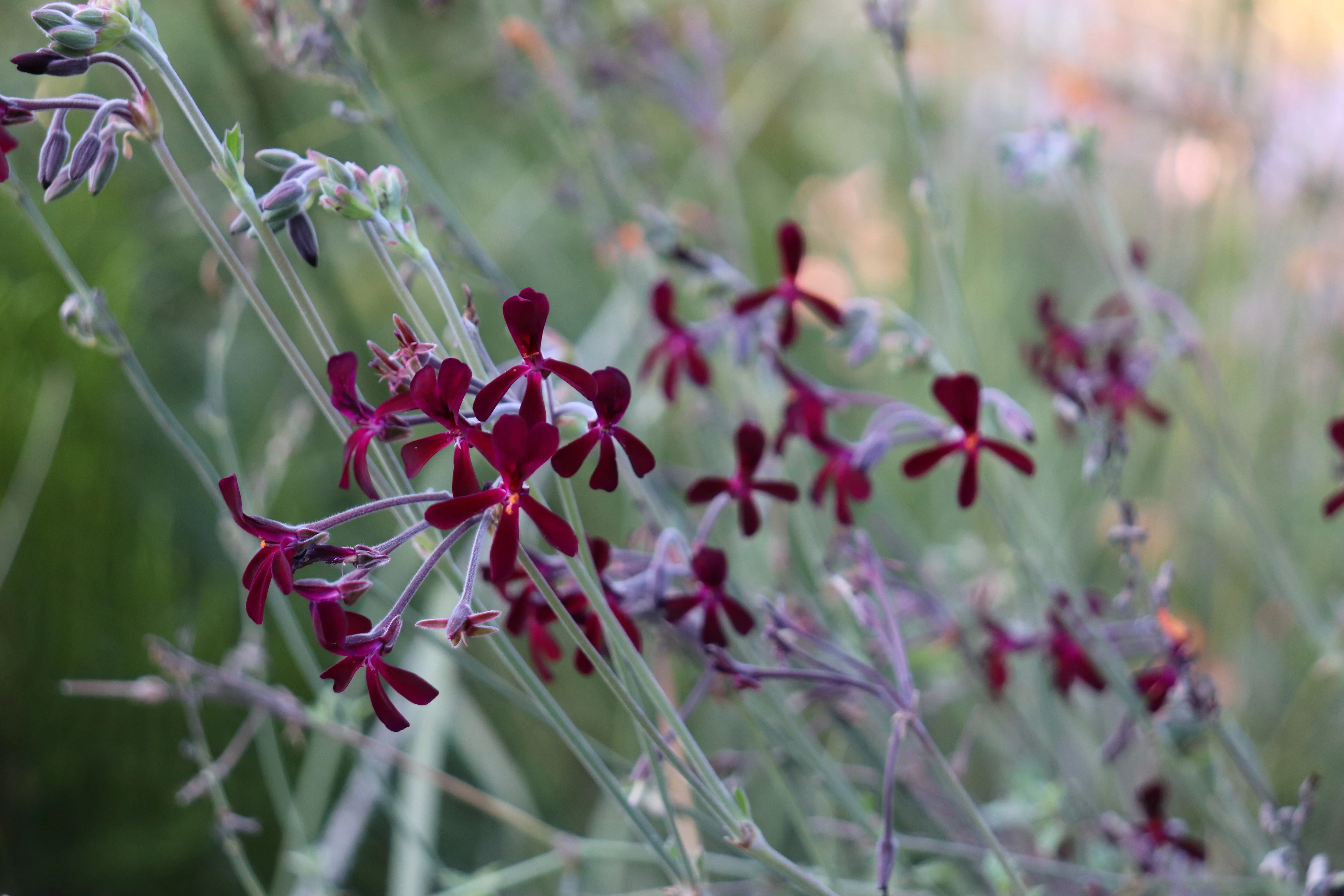 *RETAIL - Pelargonium sidoides - Image 3