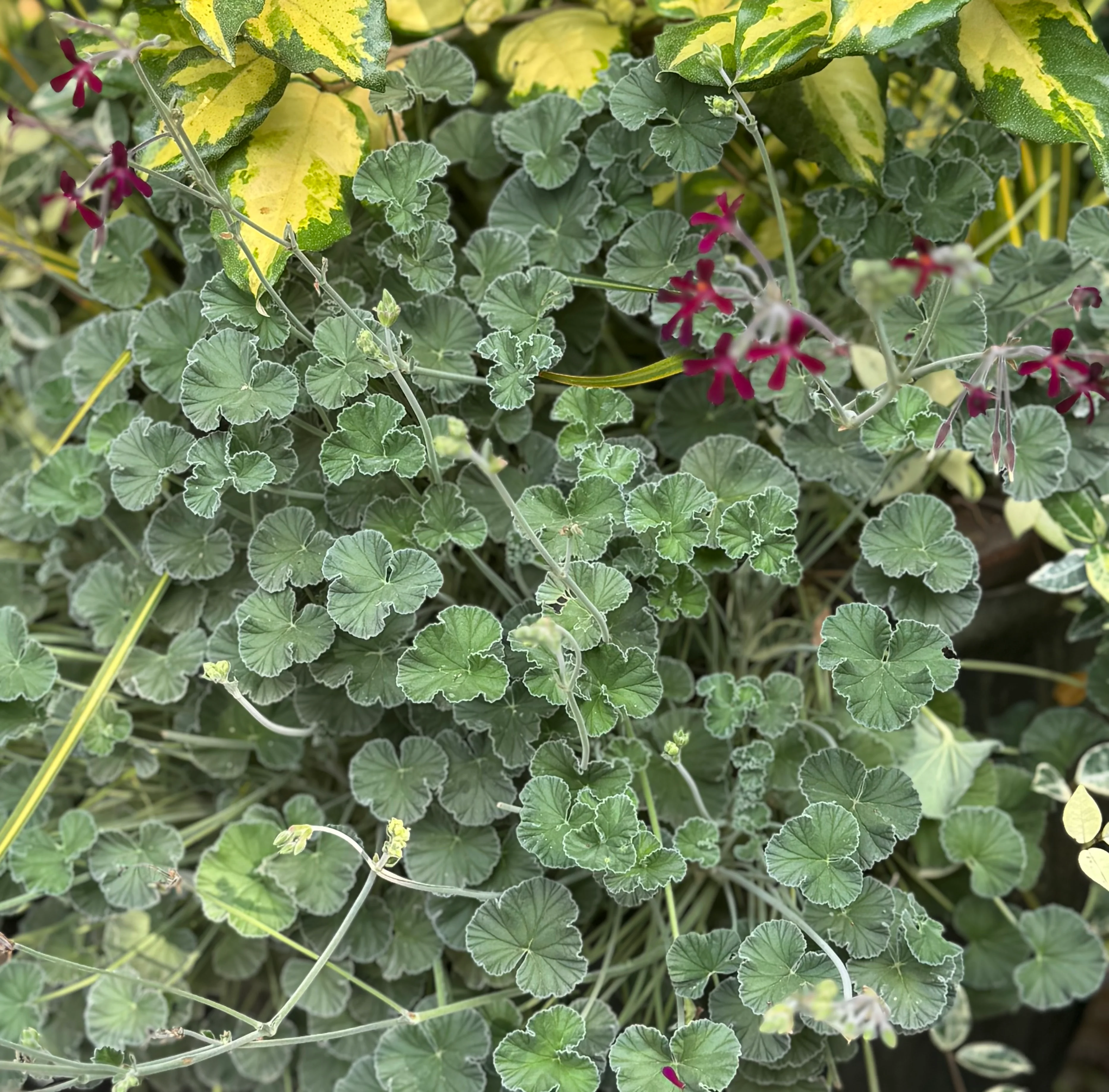 *RETAIL - Pelargonium sidoides - Image 4
