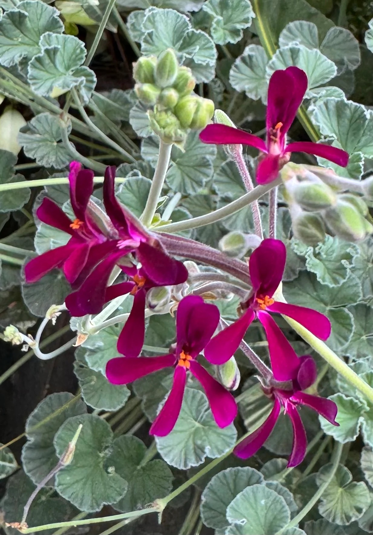 *RETAIL - Pelargonium sidoides - Image 5