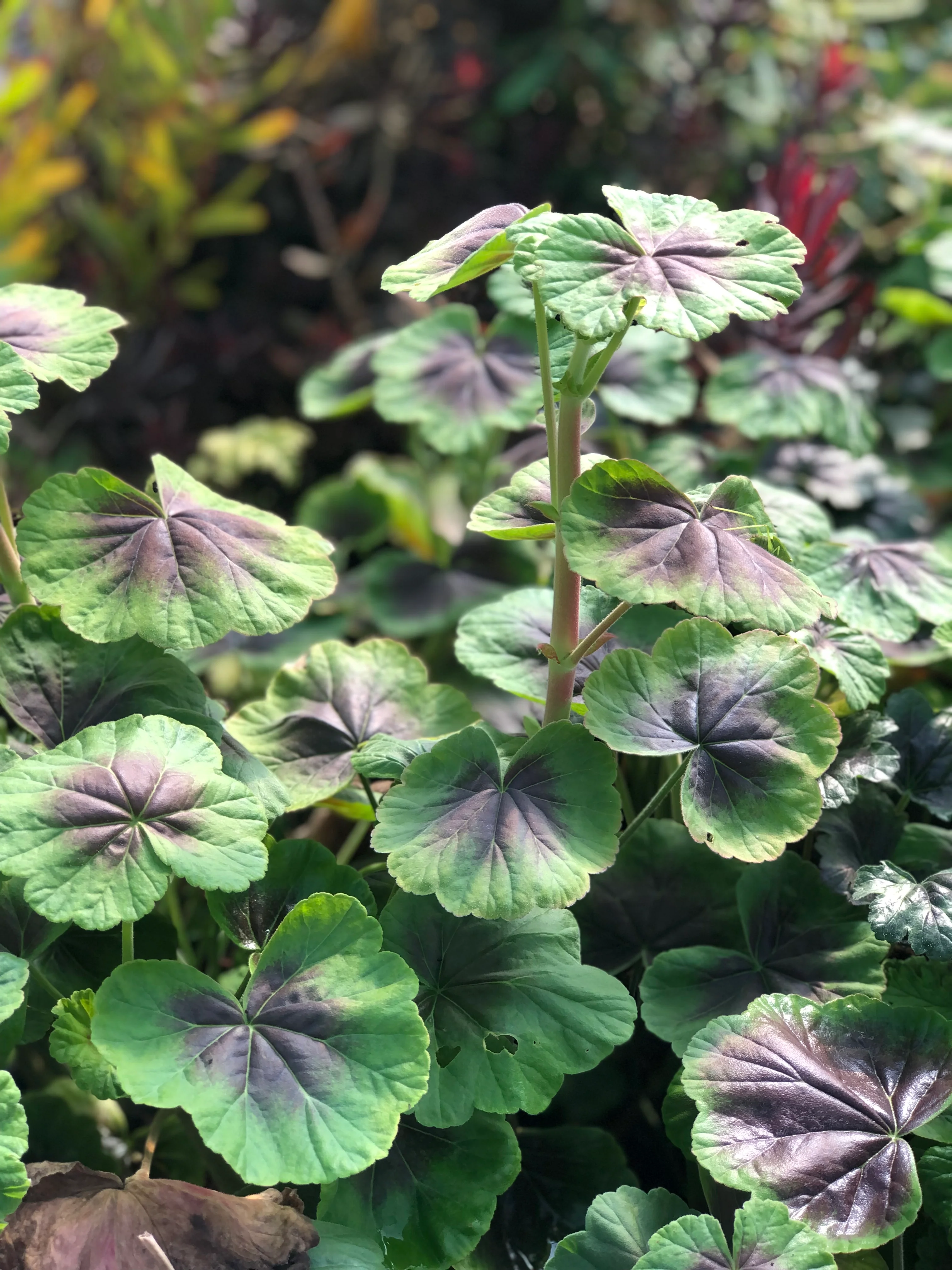*RETAIL - Pelargonium 'Tijuana Bronze' - Image 2