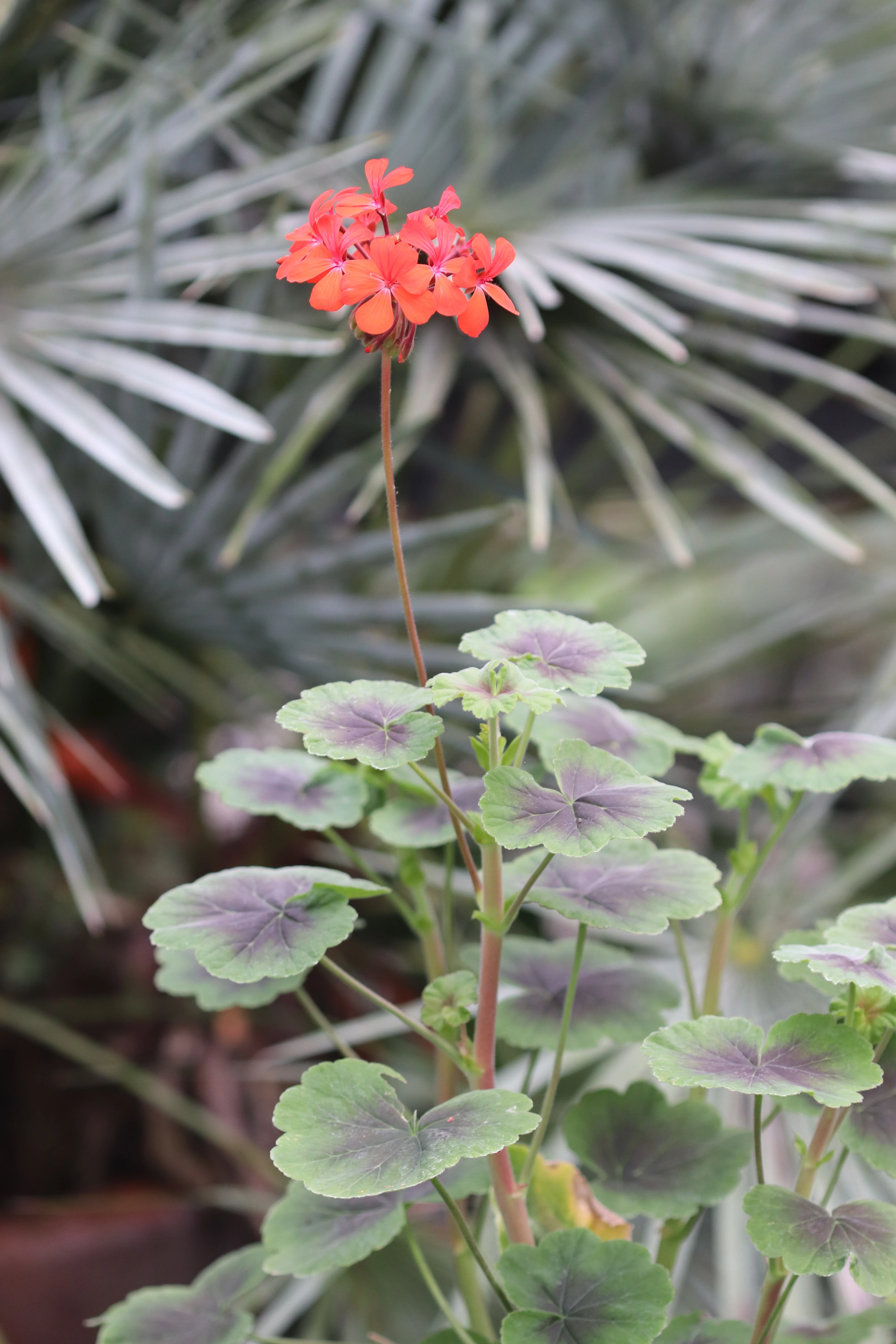 *RETAIL - Pelargonium 'Tijuana Bronze' - Image 3