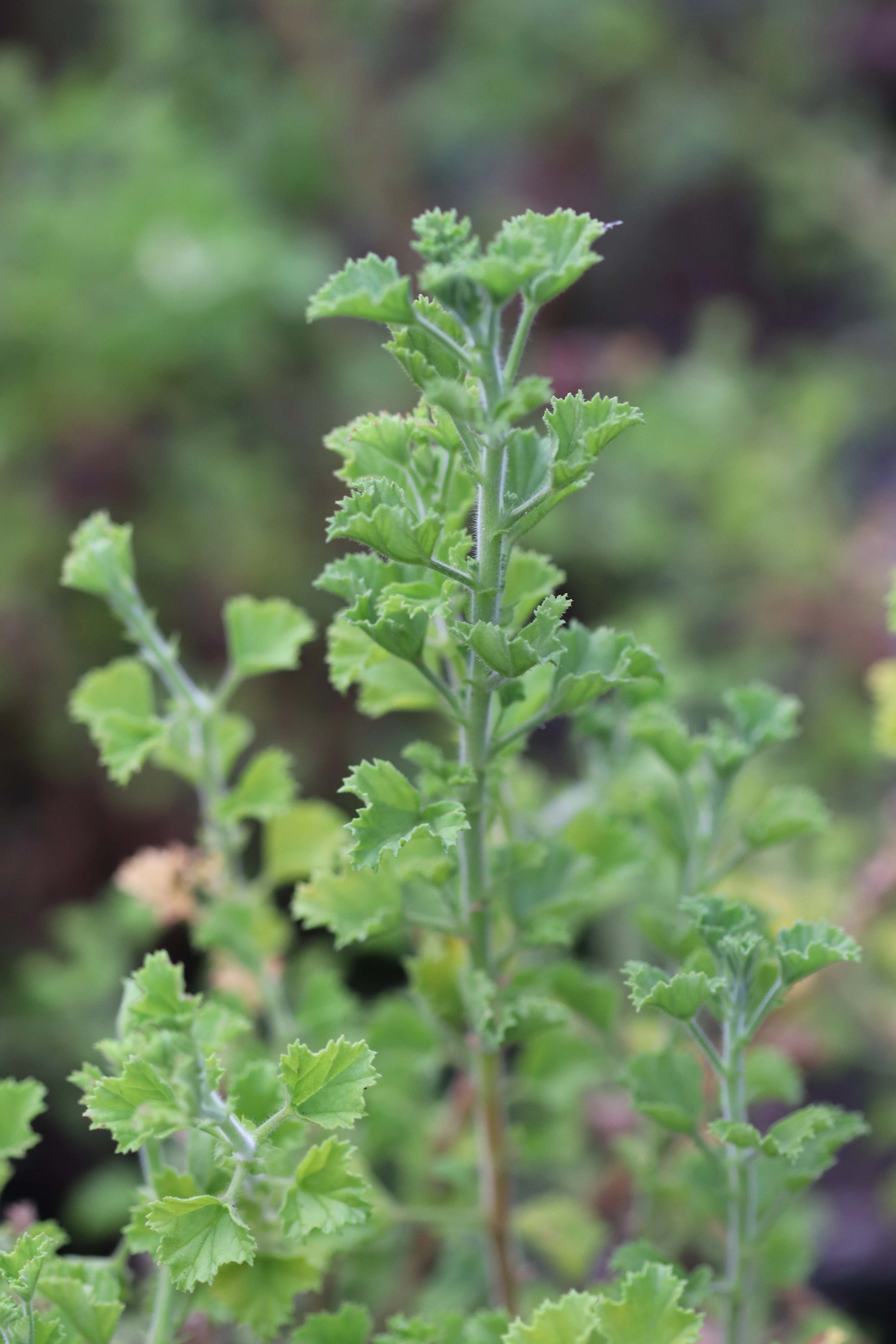 *RETAIL - Pelargonium 'Veronica Contreras' - Image 2