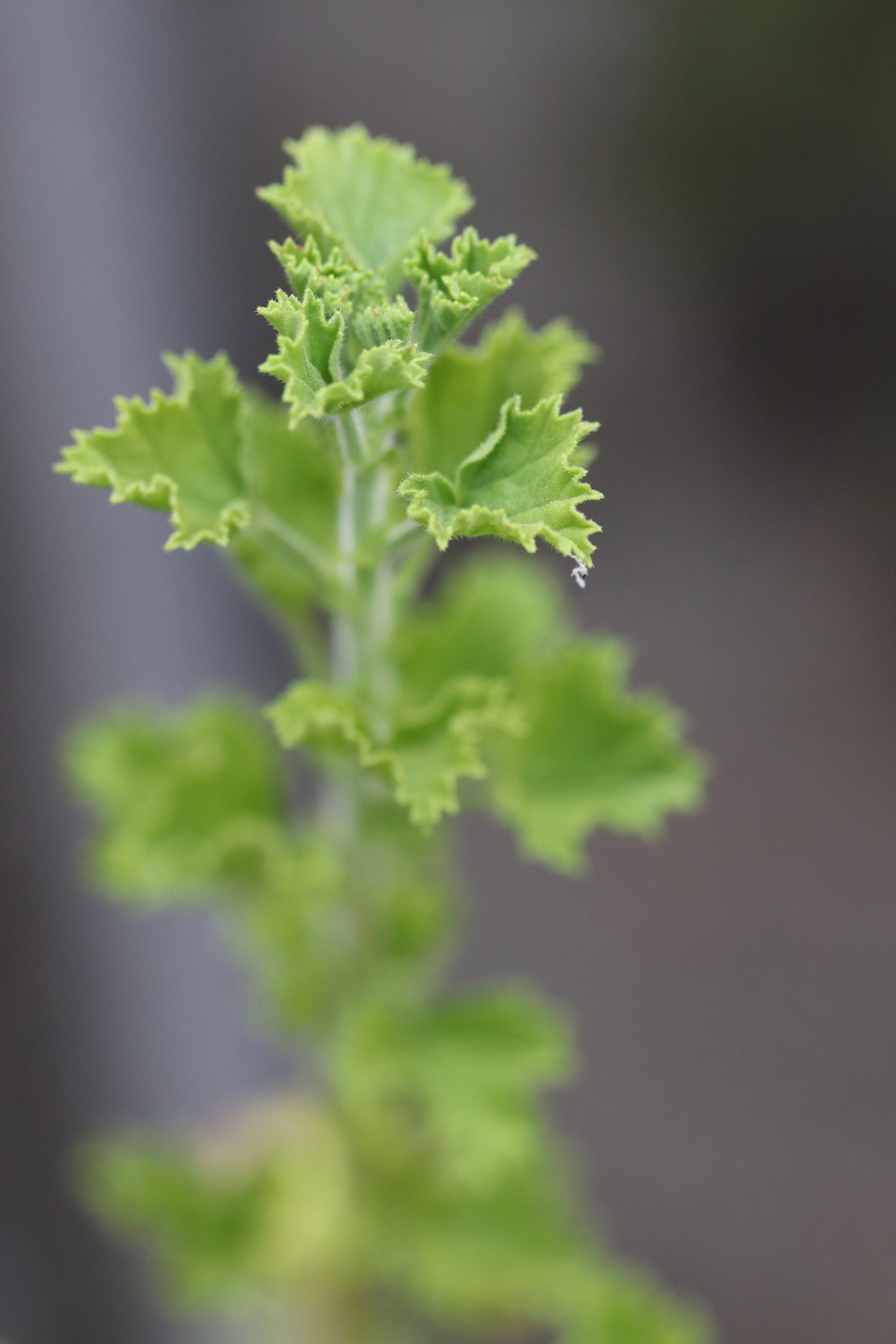 *RETAIL - Pelargonium 'Veronica Contreras' - Image 3