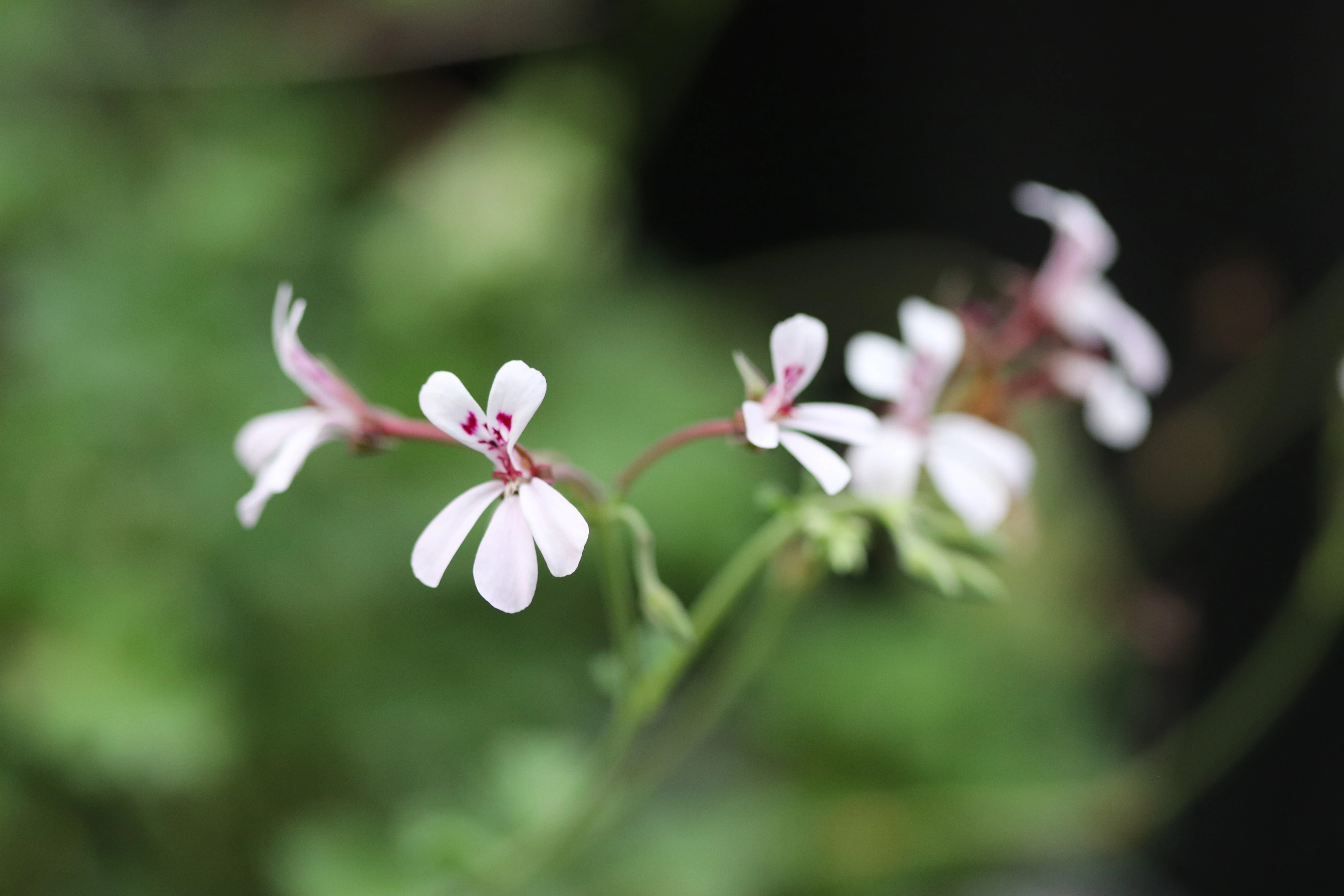 *RETAIL - Pelargonium 'White Lady' - Image 2