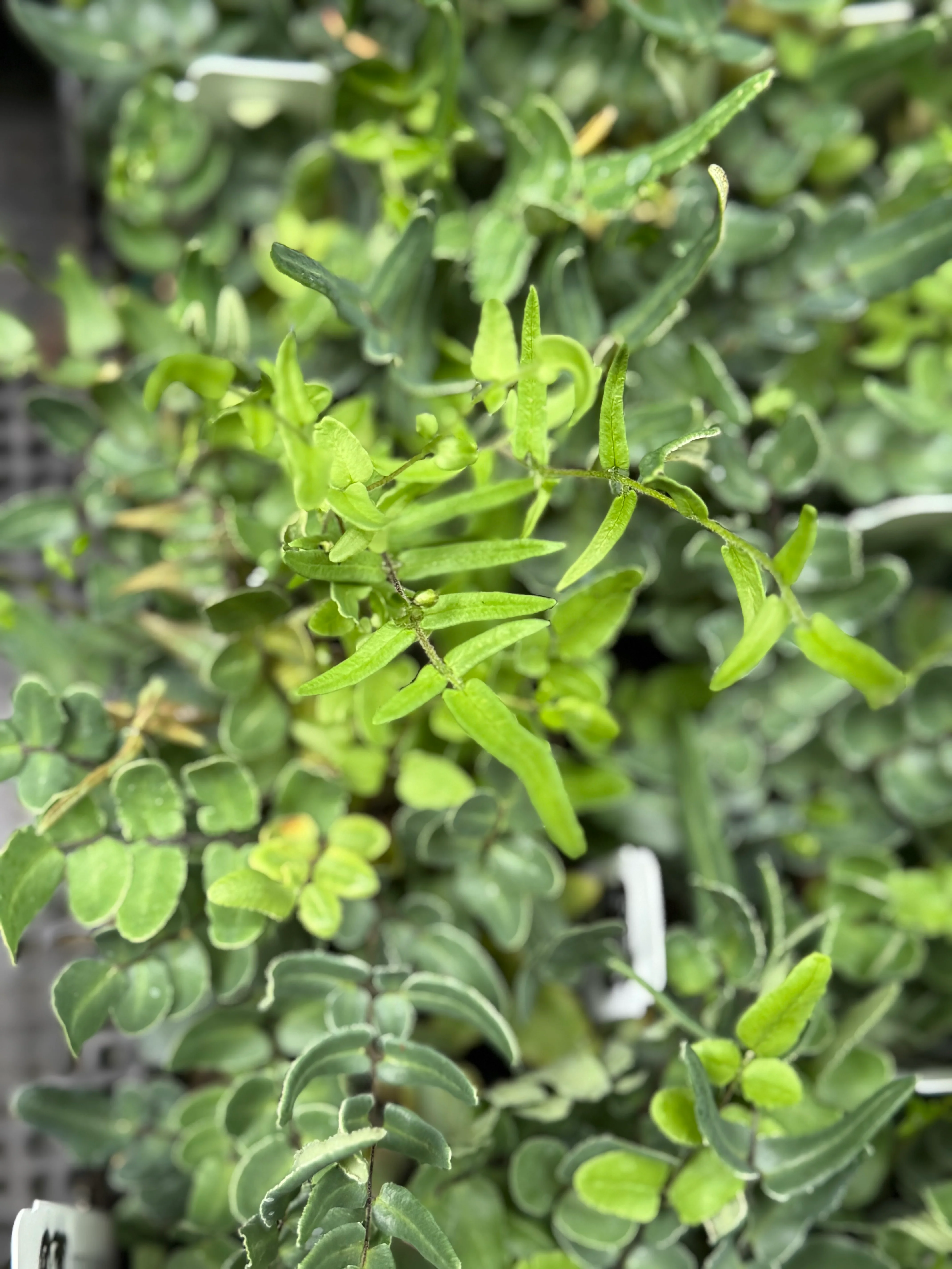 *RETAIL - Pellaea atropurpurea - Image 2