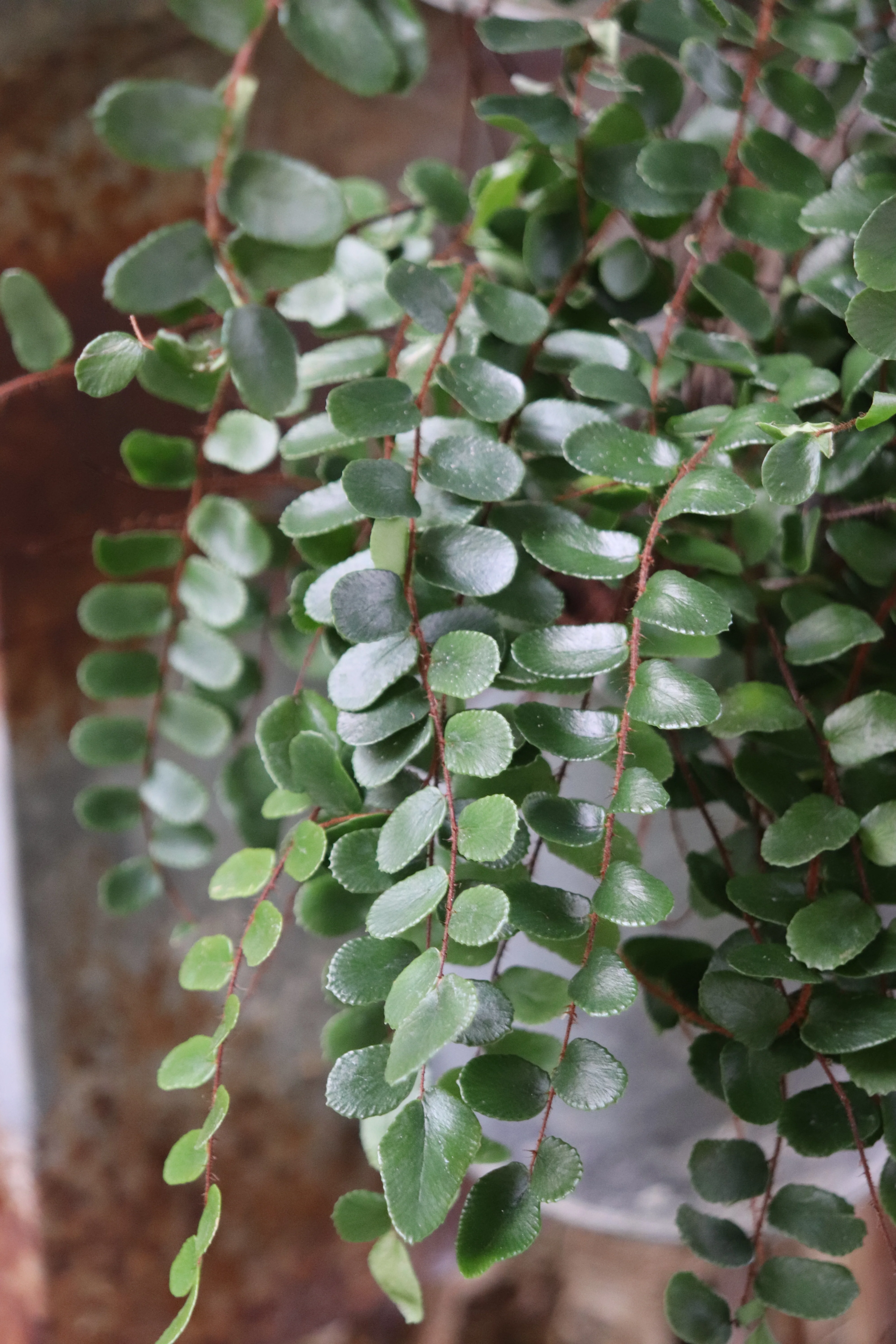 *RETAIL - Pellaea rotundifolia