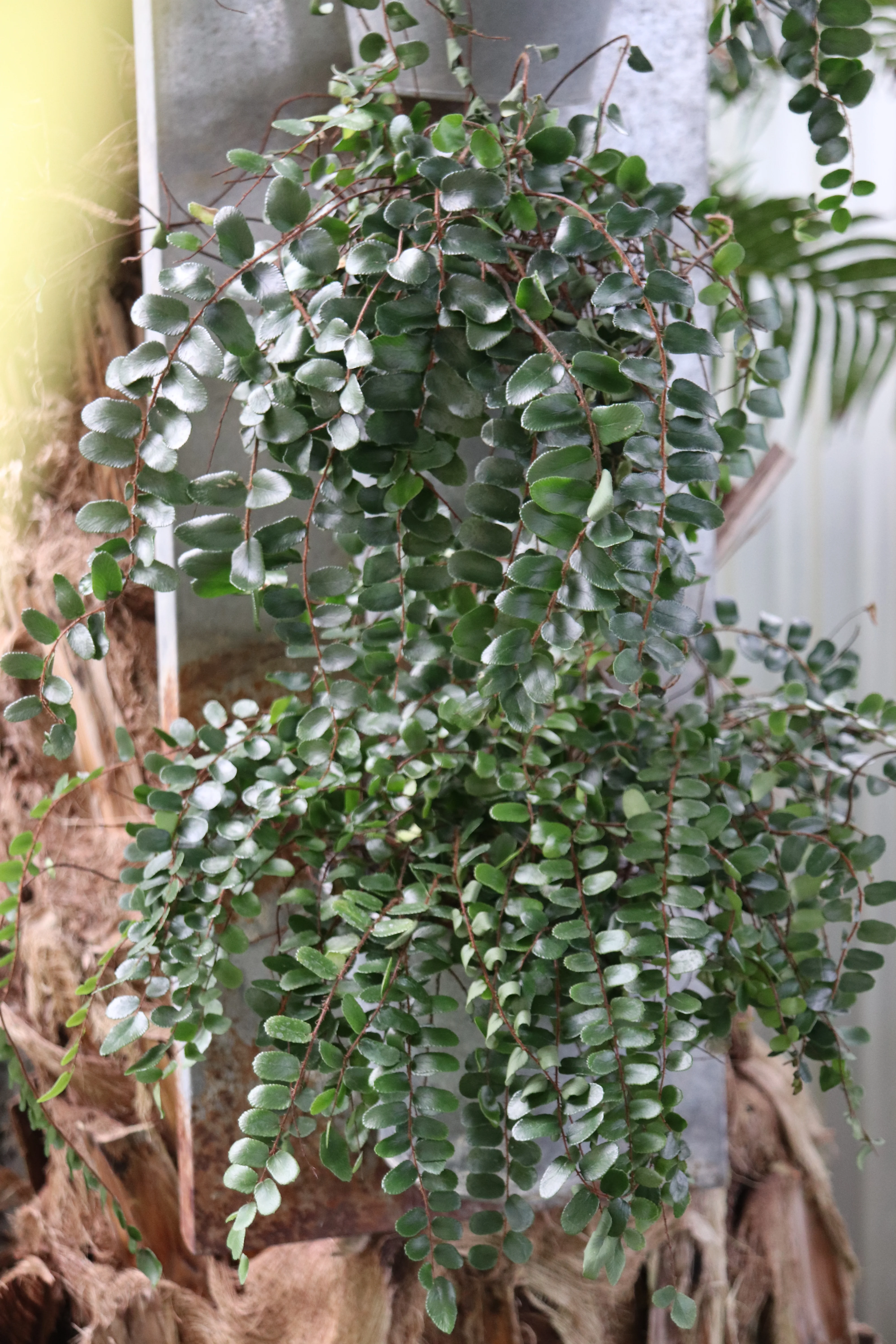 *RETAIL - Pellaea rotundifolia - Image 2
