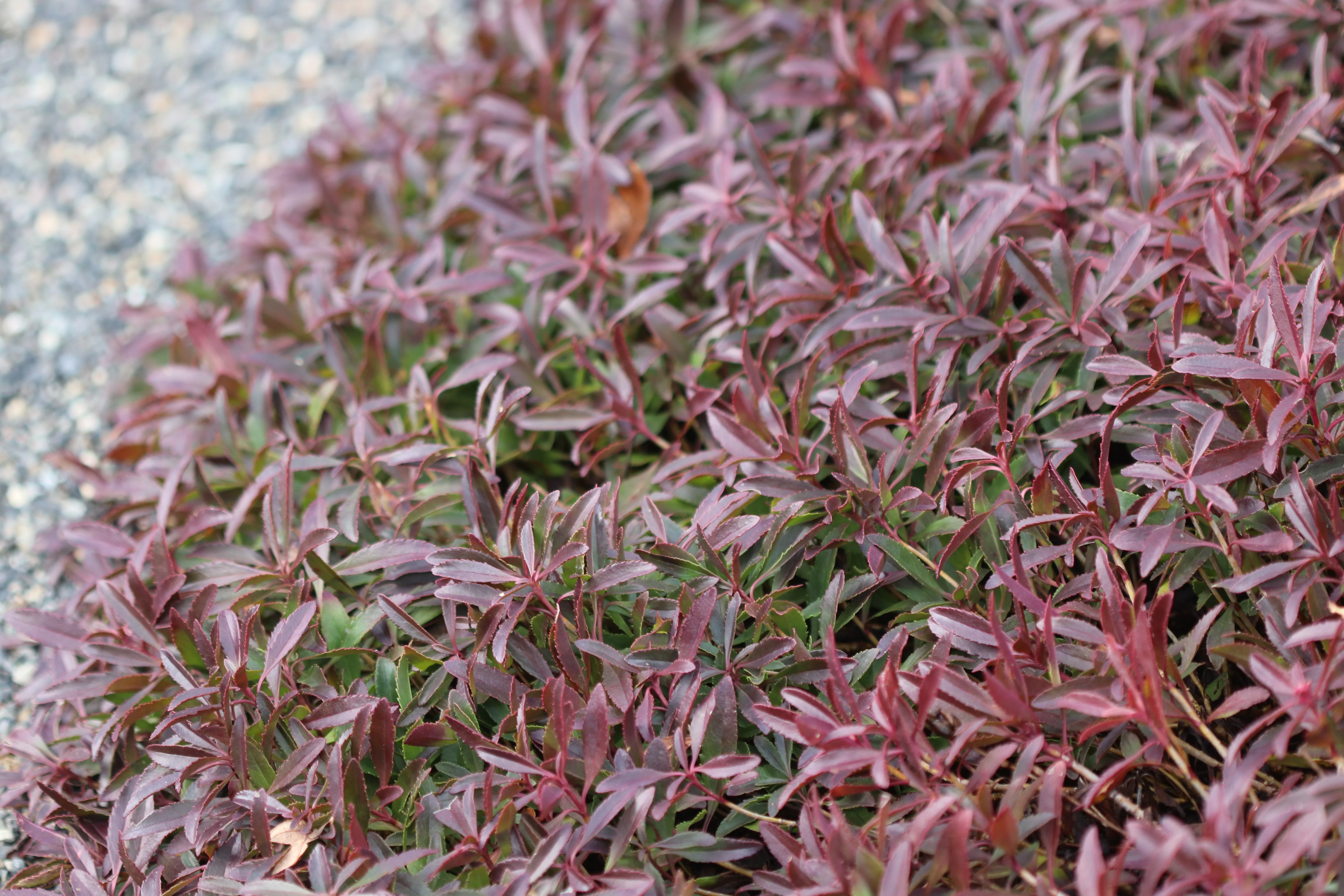 *RETAIL - Penstemon cardwellii - Image 2