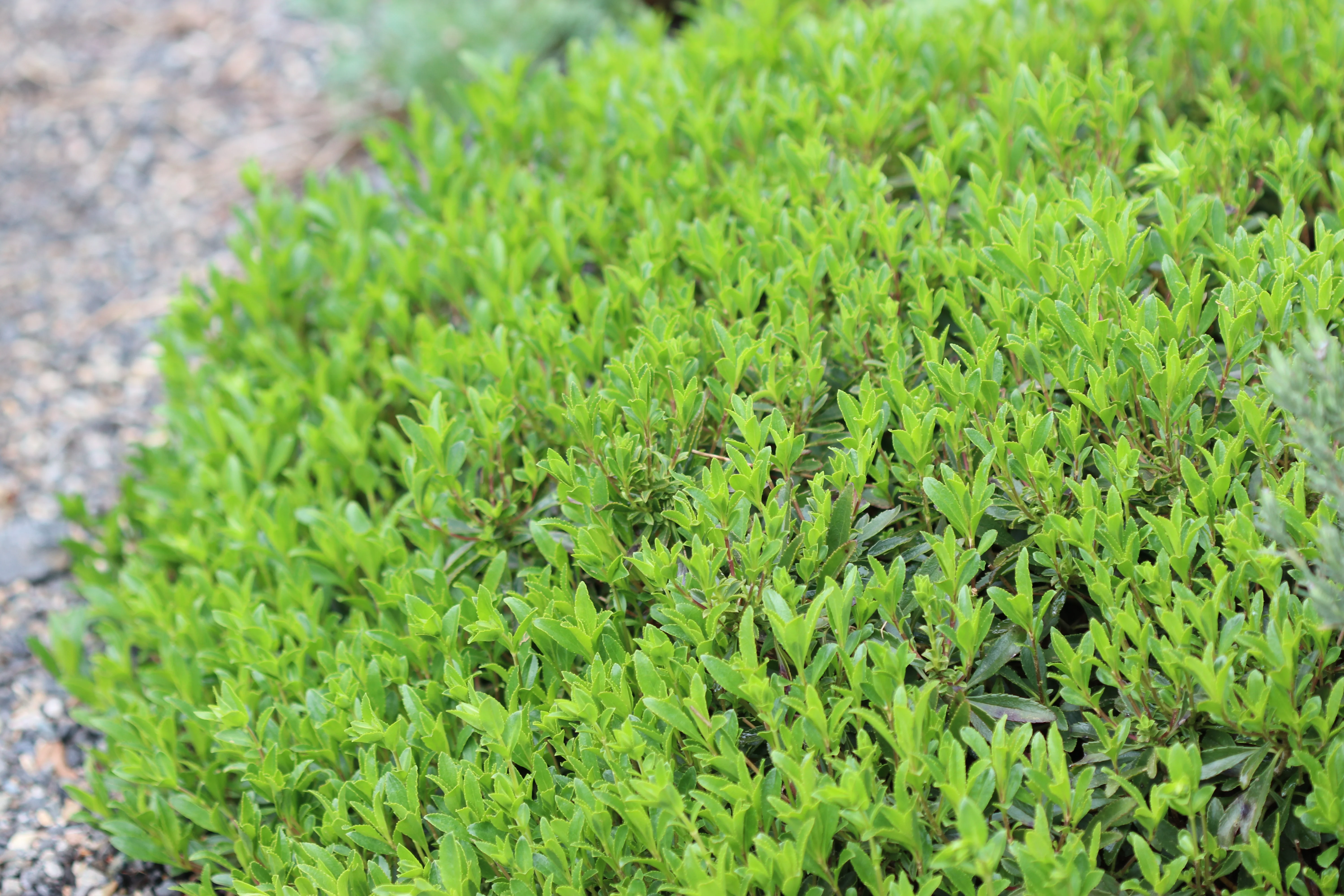 *RETAIL - Penstemon cardwellii - Image 3
