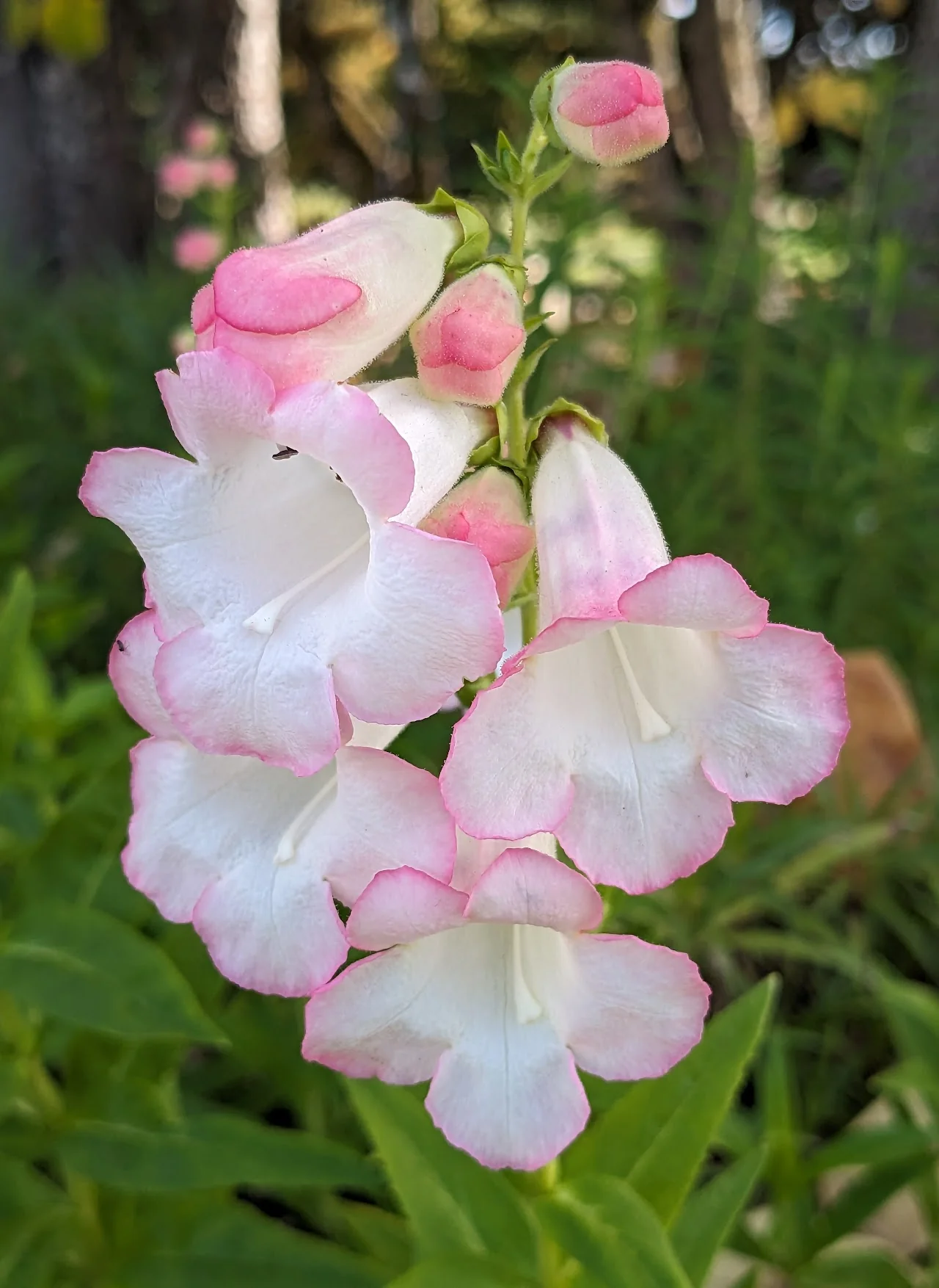 *RETAIL - Penstemon 'Coral Kissed' - Image 2