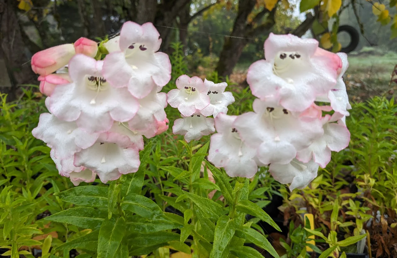 *RETAIL - Penstemon 'Coral Kissed' - Image 3