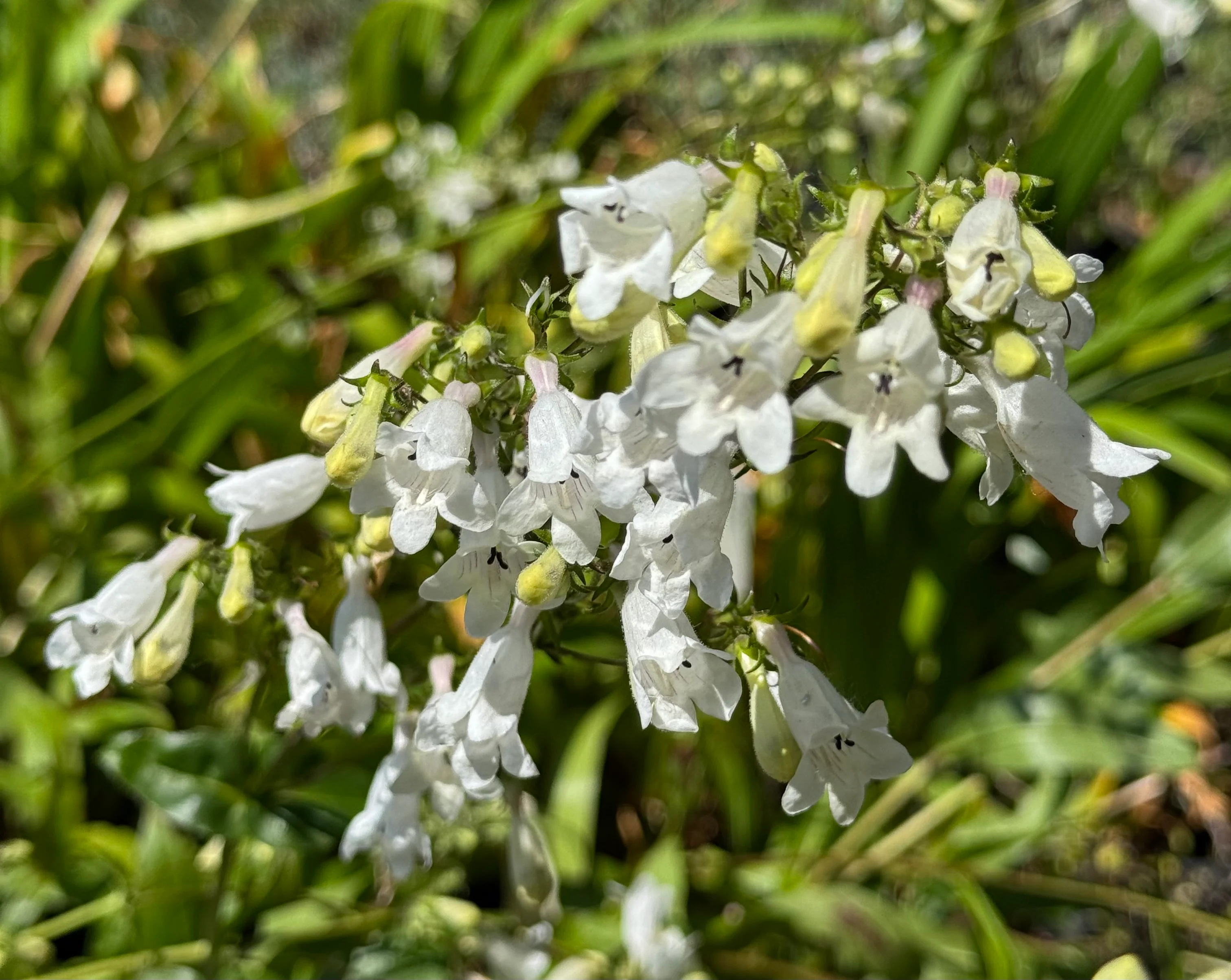 *RETAIL - Penstemon digitalis