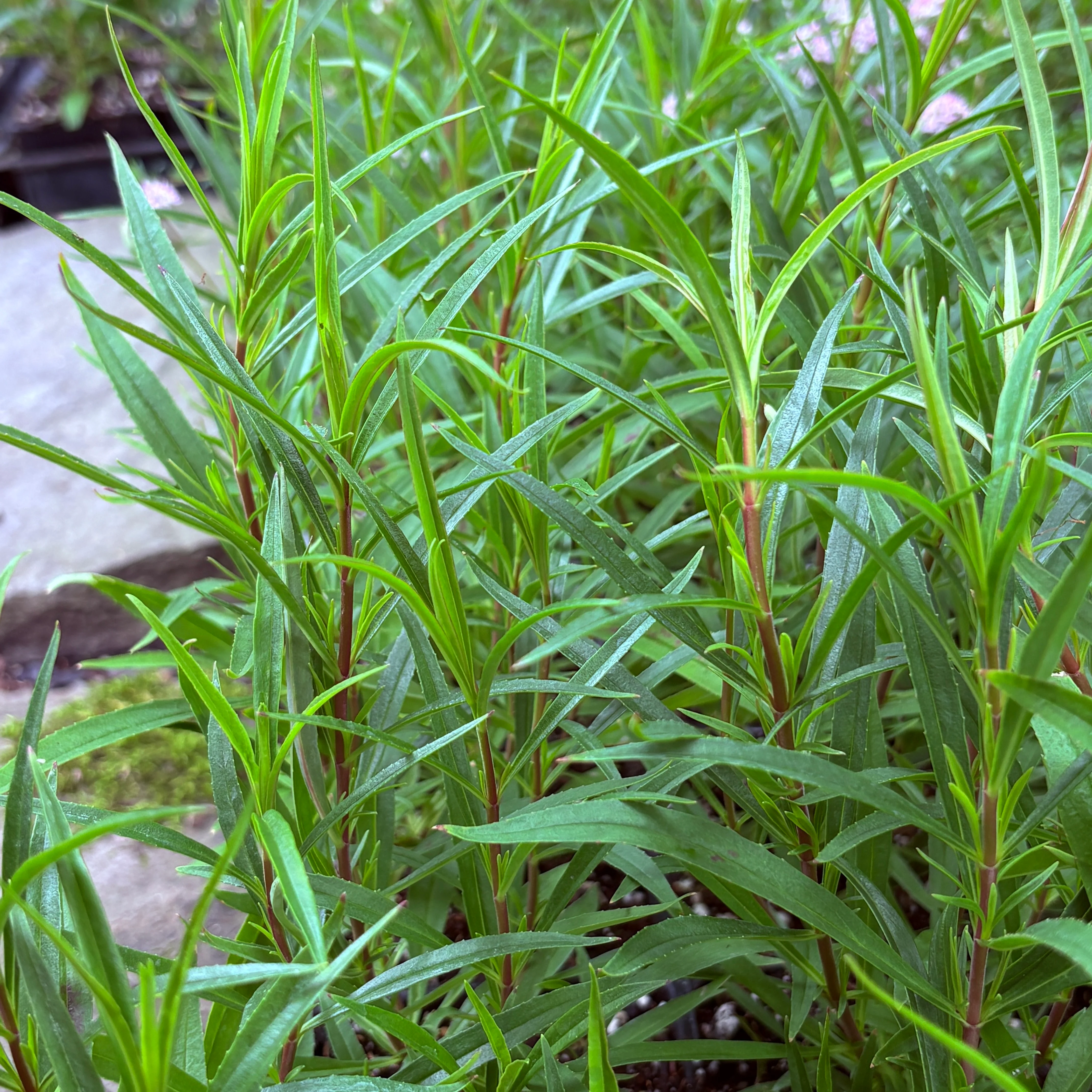 *RETAIL - Penstemon 'Firebird'