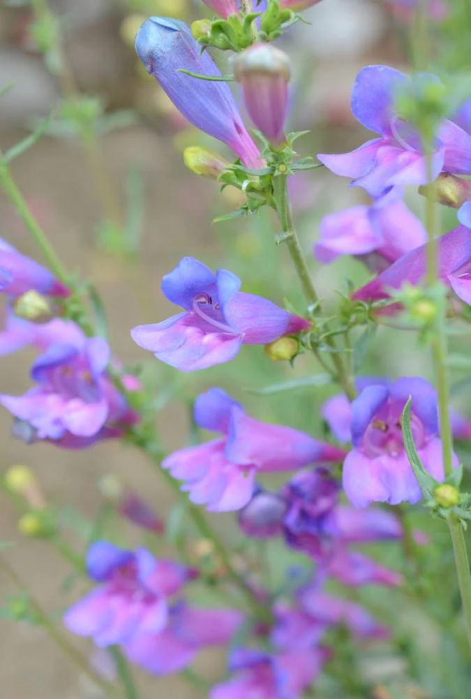 *RETAIL - Penstemon heterophyllus 'Margarita BOP'