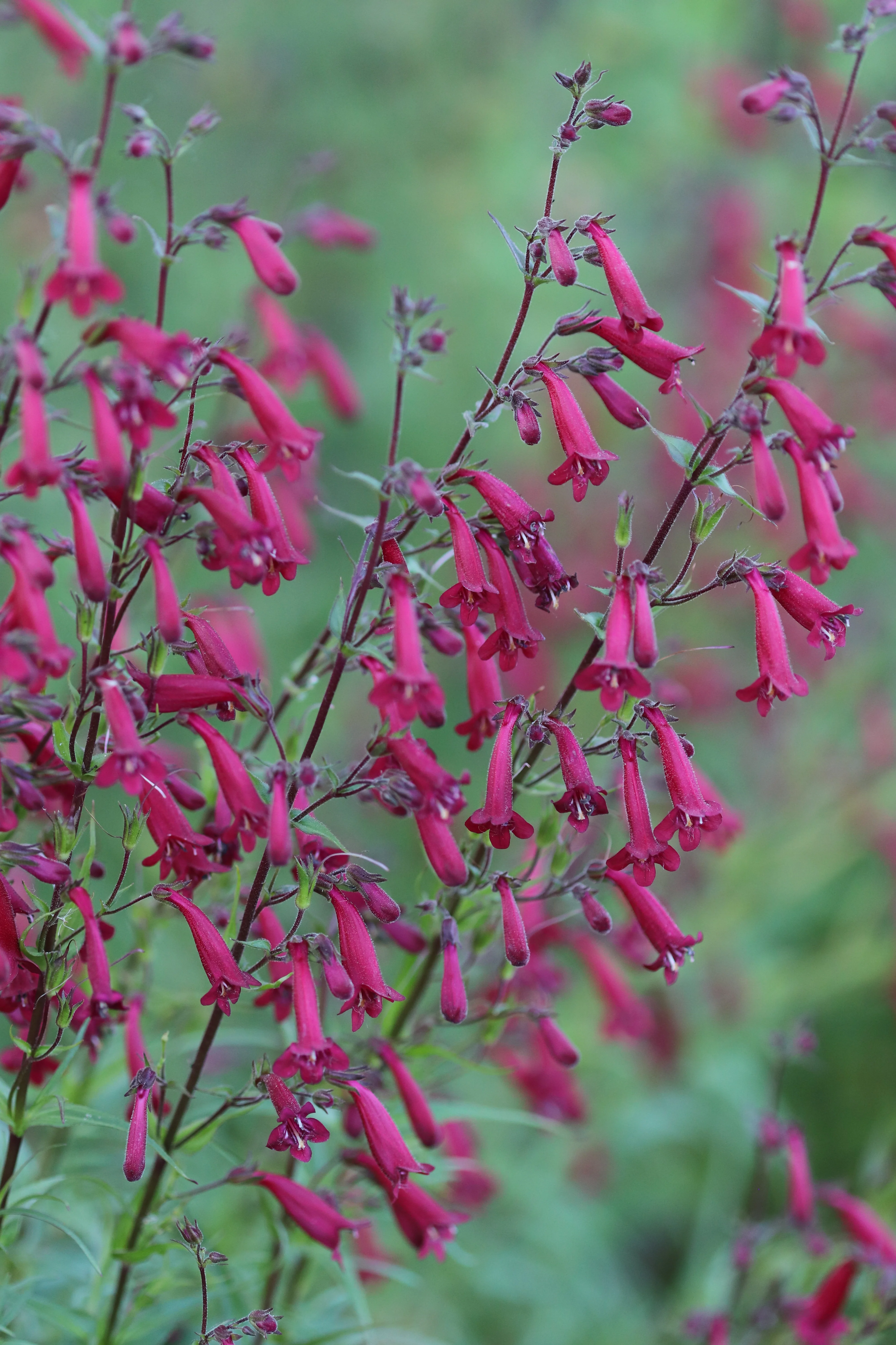 Penstemon kunthii