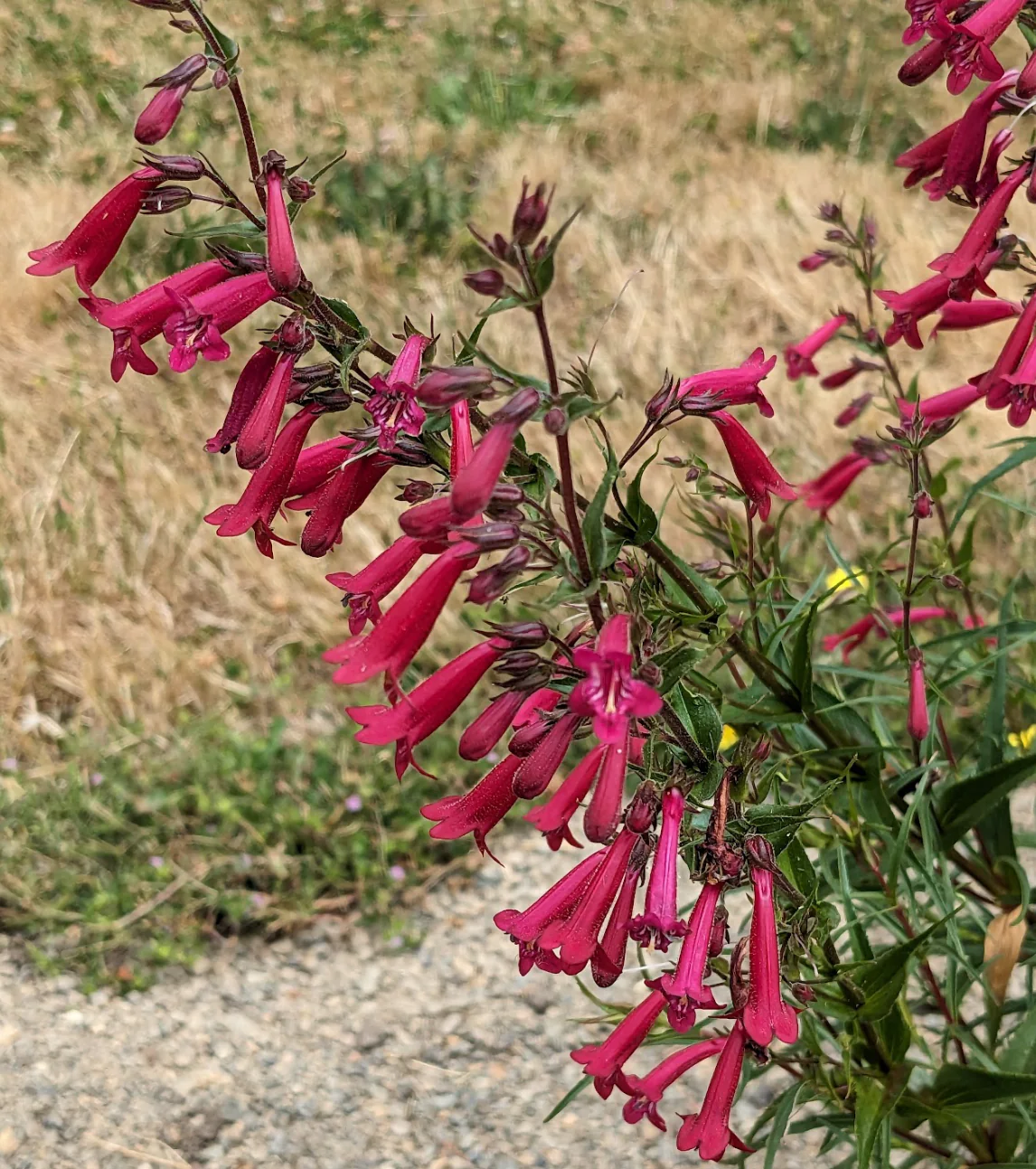 Penstemon kunthii - Image 2