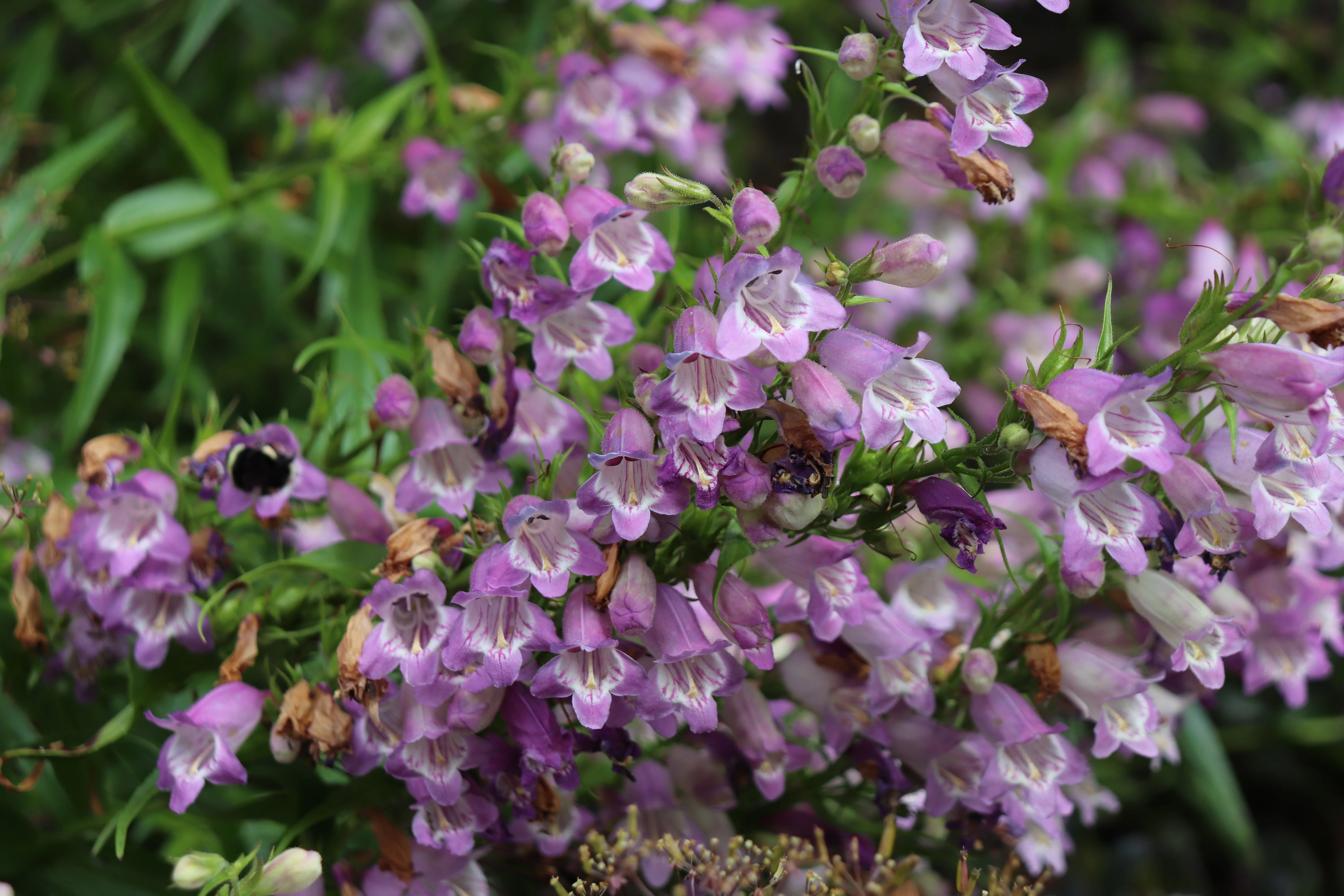 *RETAIL - Penstemon 'Mother of Pearl' - Image 2