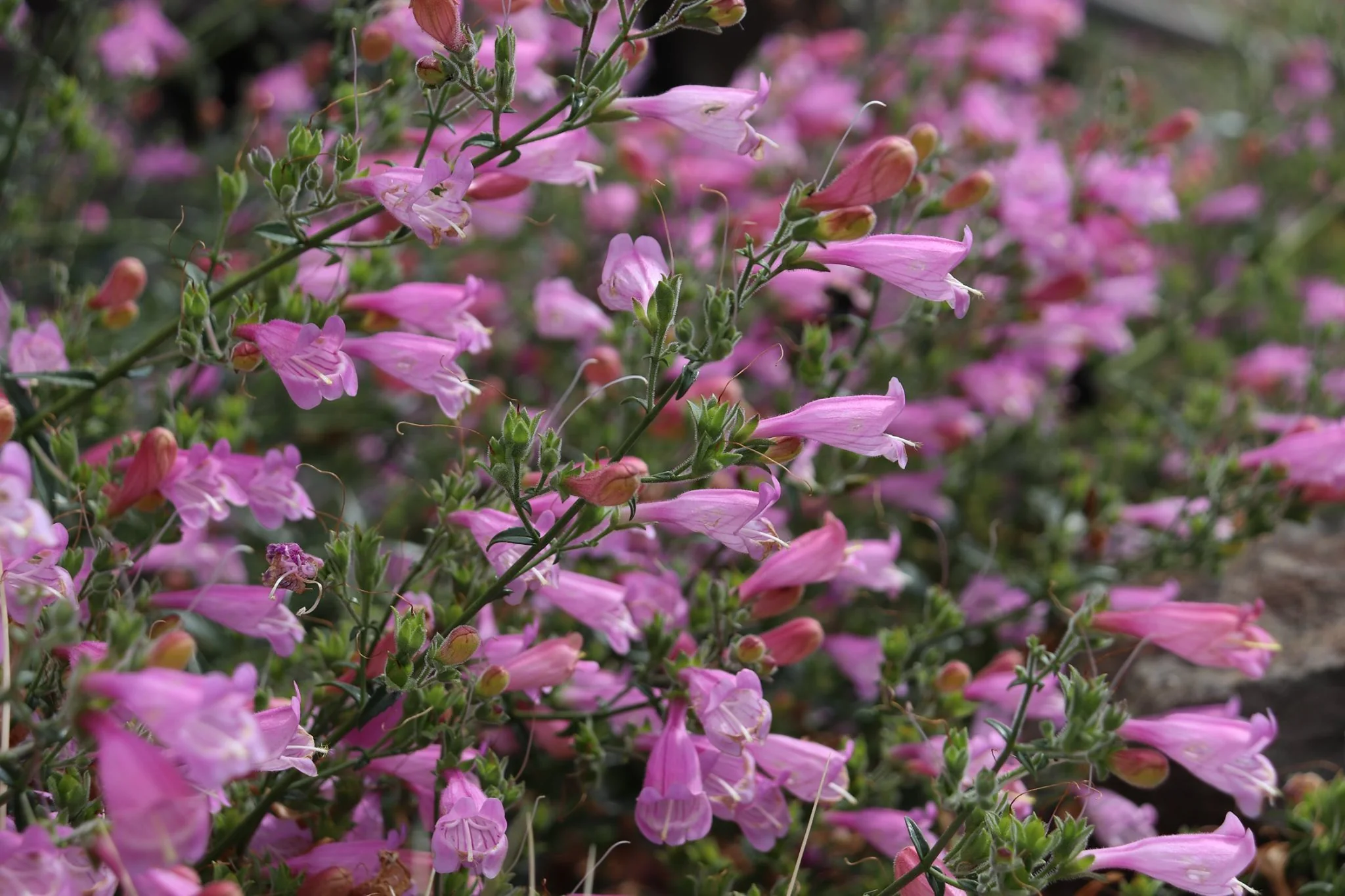 *RETAIL - Penstemon richardsonii - Image 2