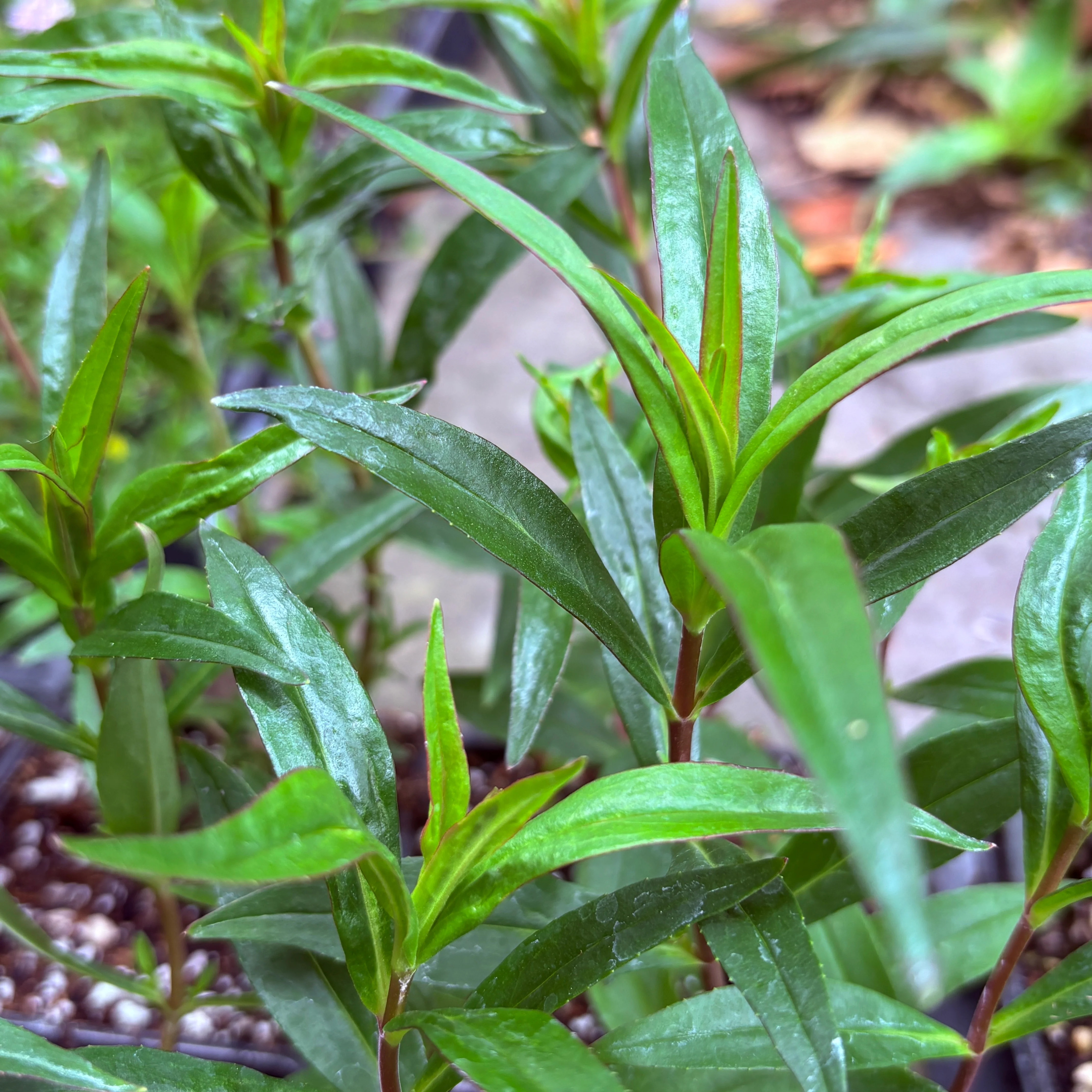 *RETAIL - Penstemon 'Stapleford Gem'