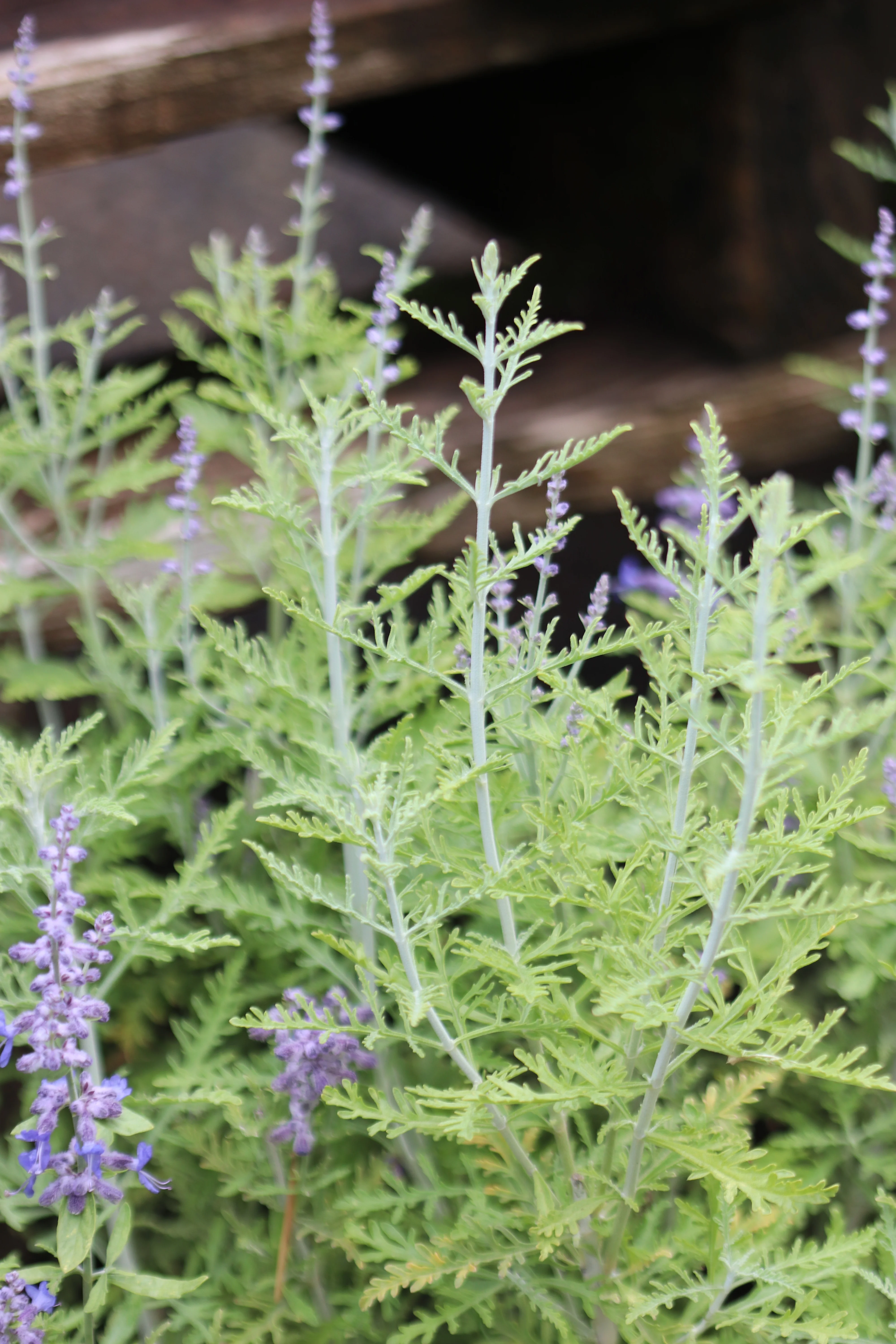 *RETAIL - Perovskia atriplicifolia 'Blue Jean Baby' - Image 2