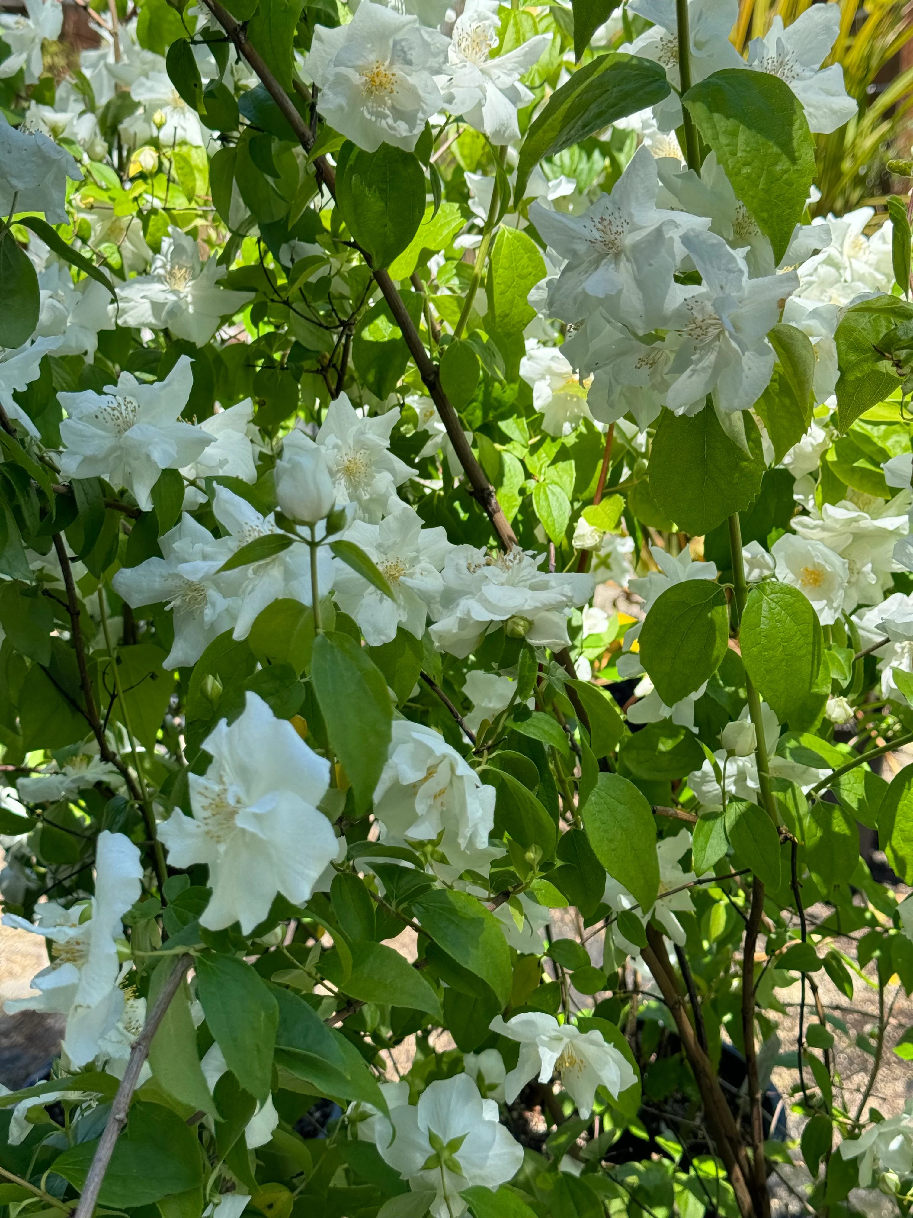 *RETAIL - Philadelphus 'Fallbrook' - Image 2