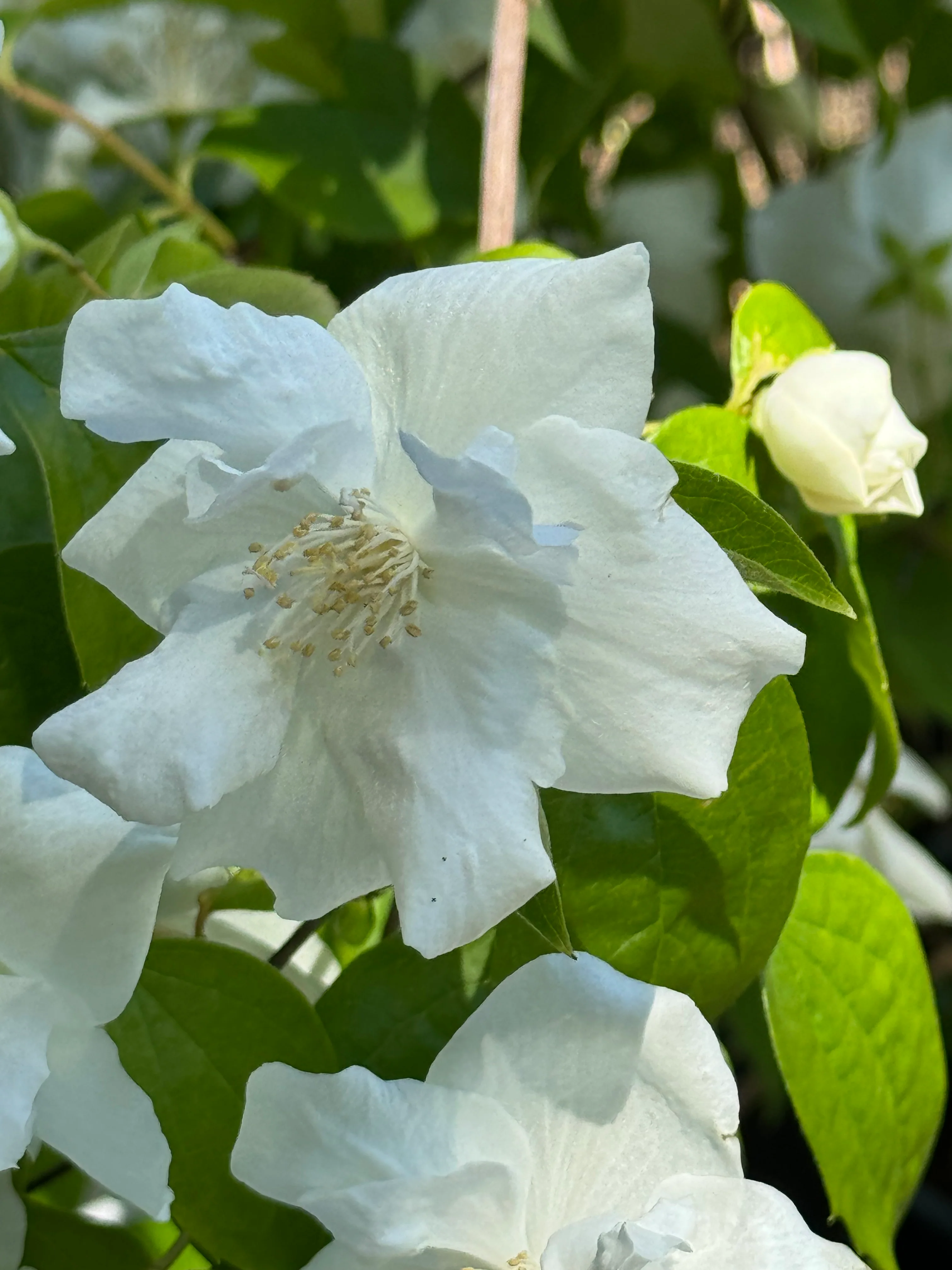 *RETAIL - Philadelphus 'Fallbrook' - Image 3