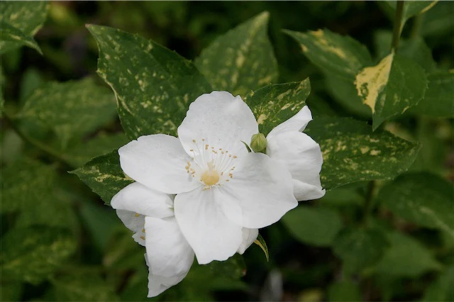 *RETAIL - Philadelphus 'Innocence' - Image 2