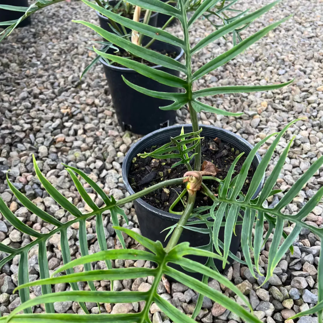*RETAIL - Philodendron bipinnatifidum 'Tortum'