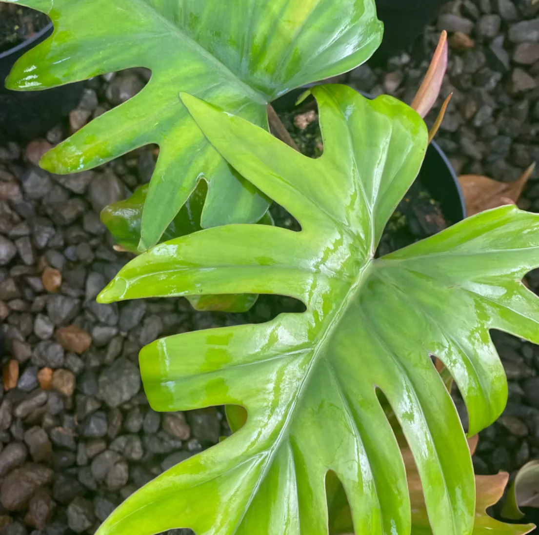 *RETAIL - Philodendron mayoi 'Tahiti'