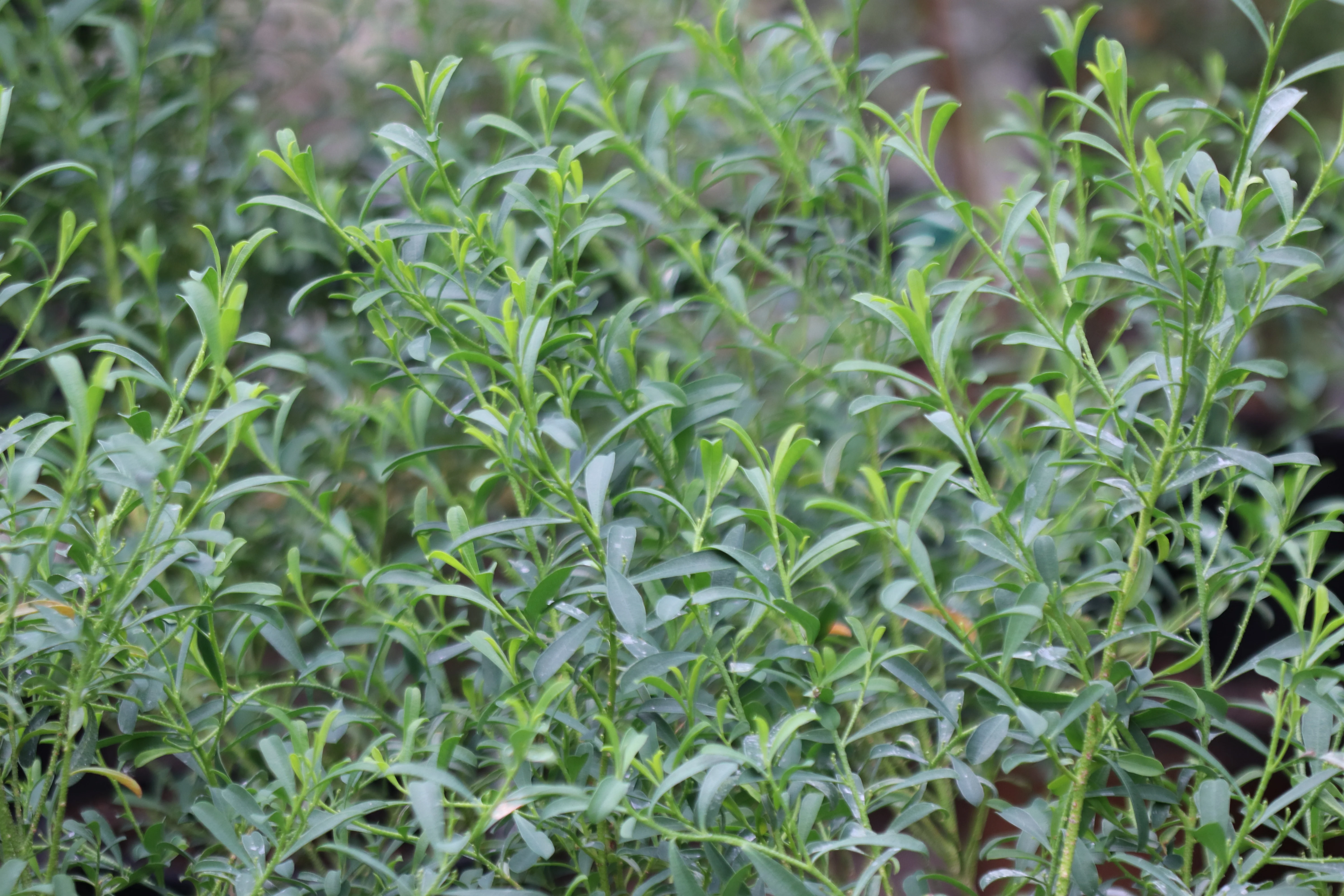 *RETAIL - Philotheca myoporoides 'Profusion' - Image 2