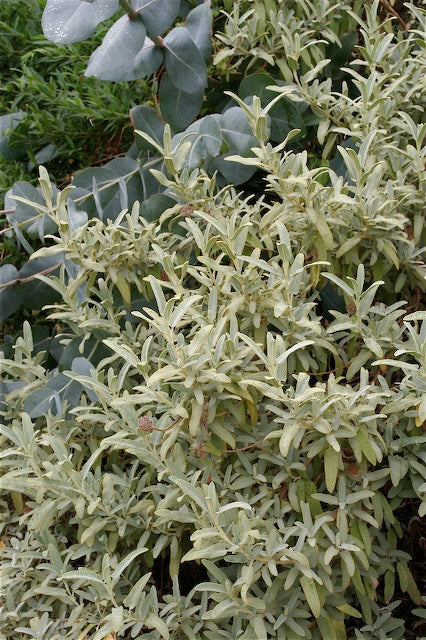 *RETAIL - Phlomis aurea