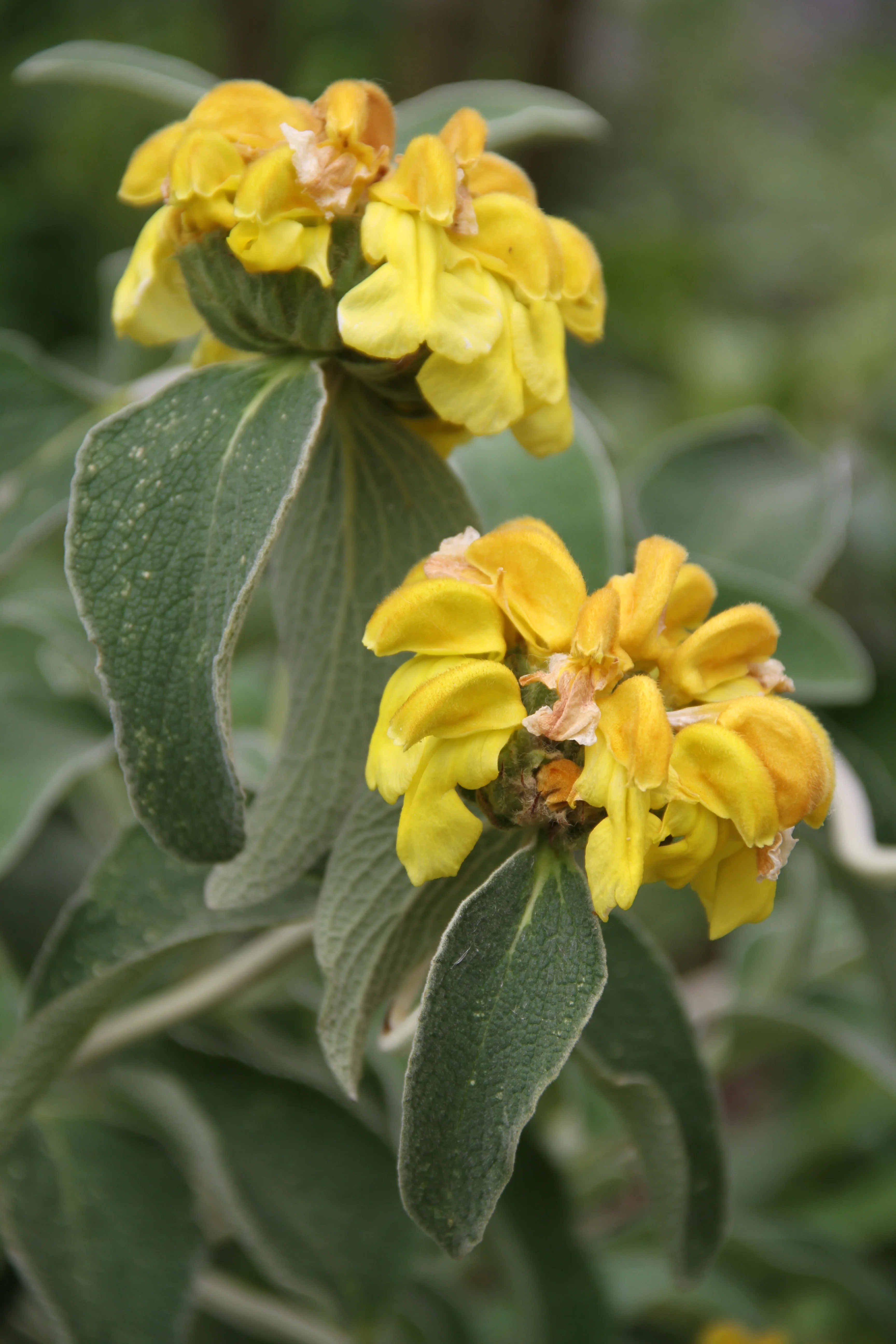 *RETAIL - Phlomis fruticosa