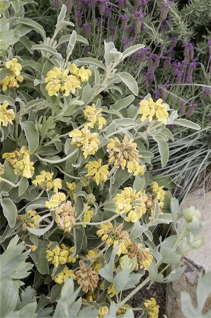 *RETAIL - Phlomis fruticosa - Image 2