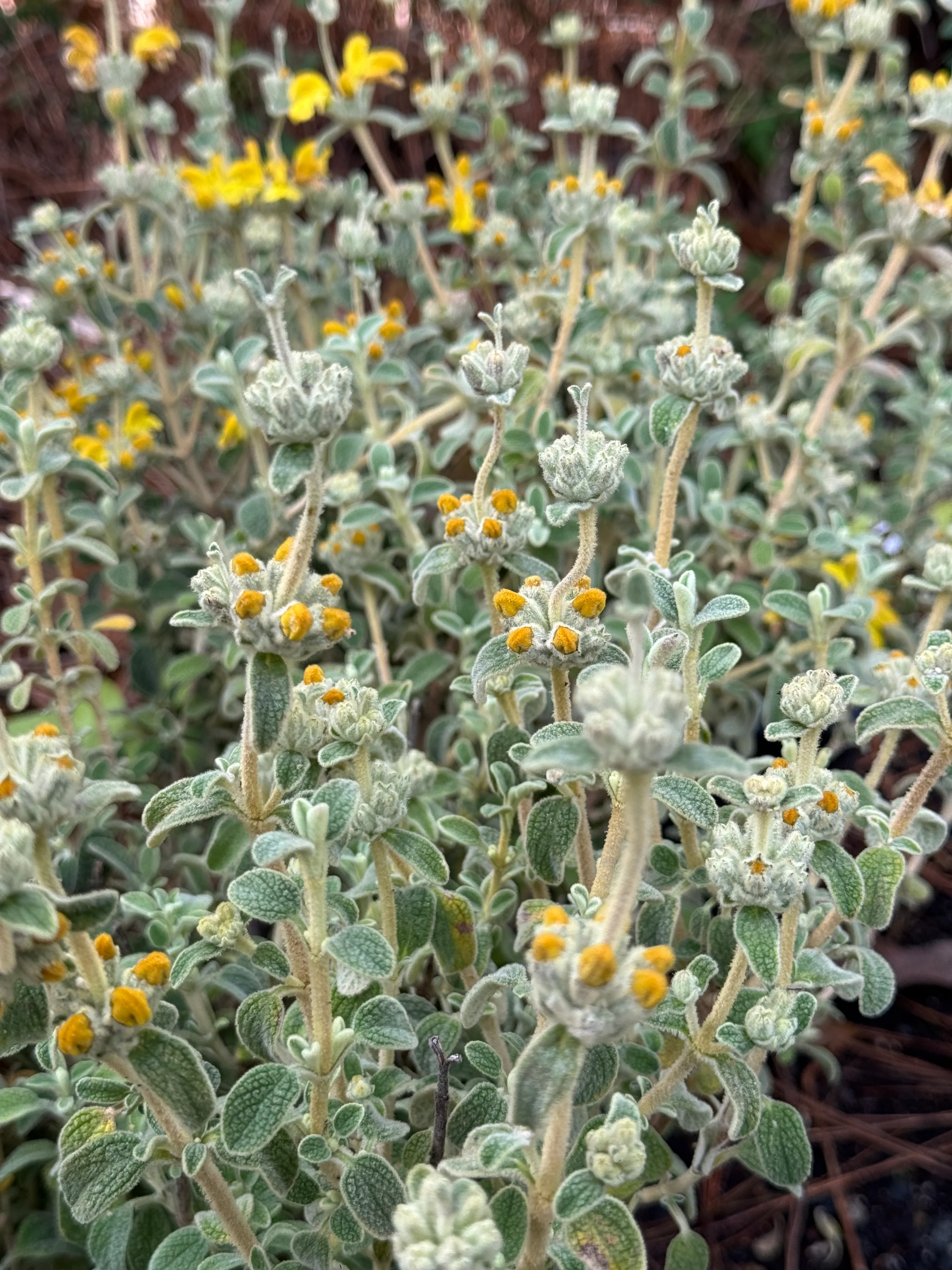 *RETAIL - Phlomis lantana - Image 2