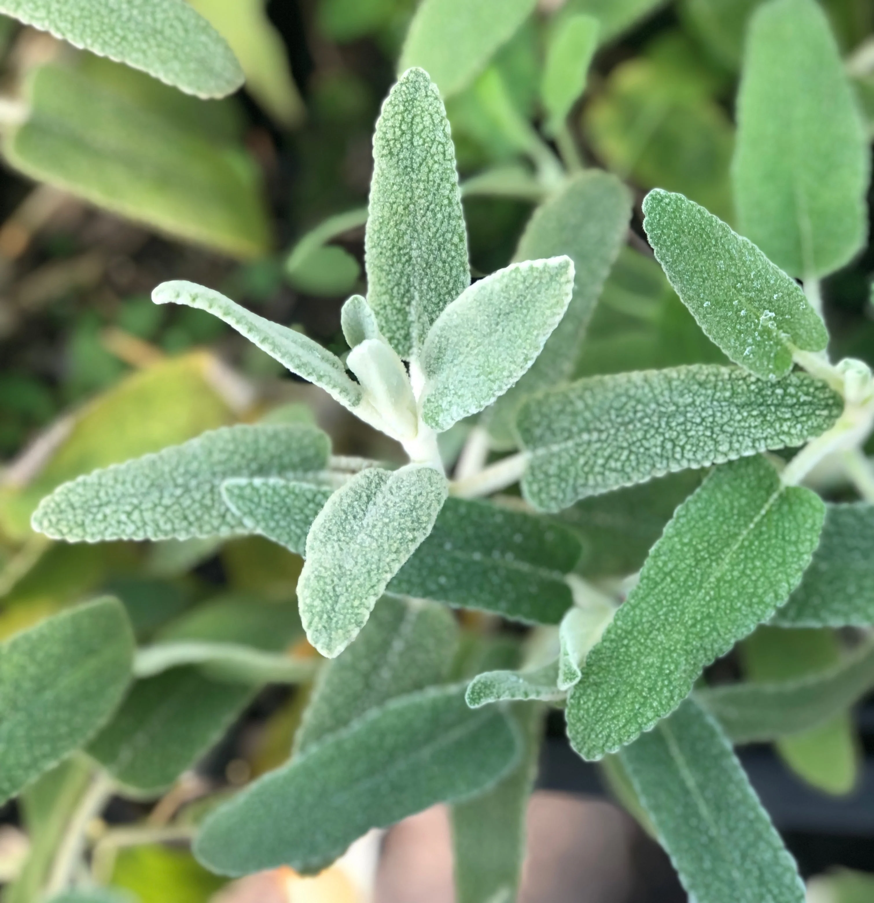 *RETAIL - Phlomis purpurea - white form - Image 2